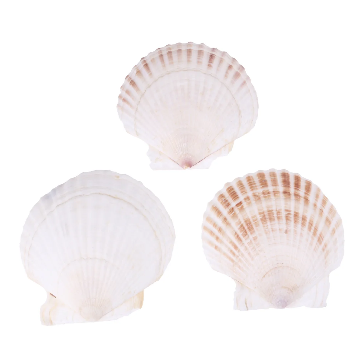 3Pcs White Scallops Fish Tank Decoration Natural Aquarium Ornament Create Attractive Fish Tank Decor Aquarium Decoration
3Pcs White Scallops Fish Tank Decoration Natural Aquarium Ornament Create Attractive Fish Tank Decor Aquarium Decoration