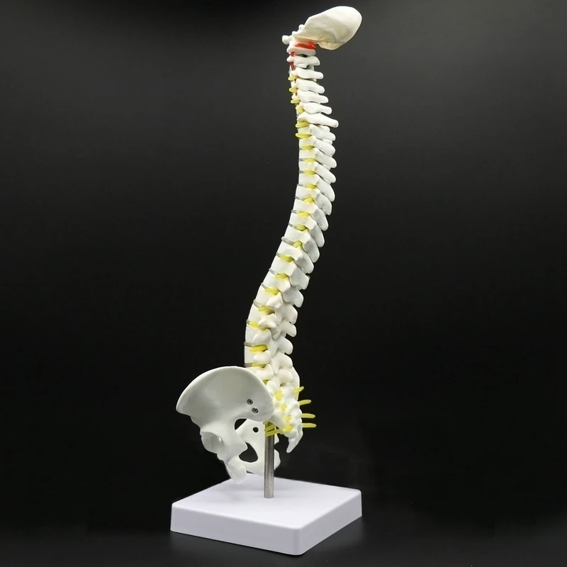45CM Human Spine with Pelvic Model Human Anatomical Anatomy Spine Medical Model spinal column model+Stand Fexible
45CM Human Spine with Pelvic Model Human Anatomical Anatomy Spine Medical Model spinal column model+Stand Fexible