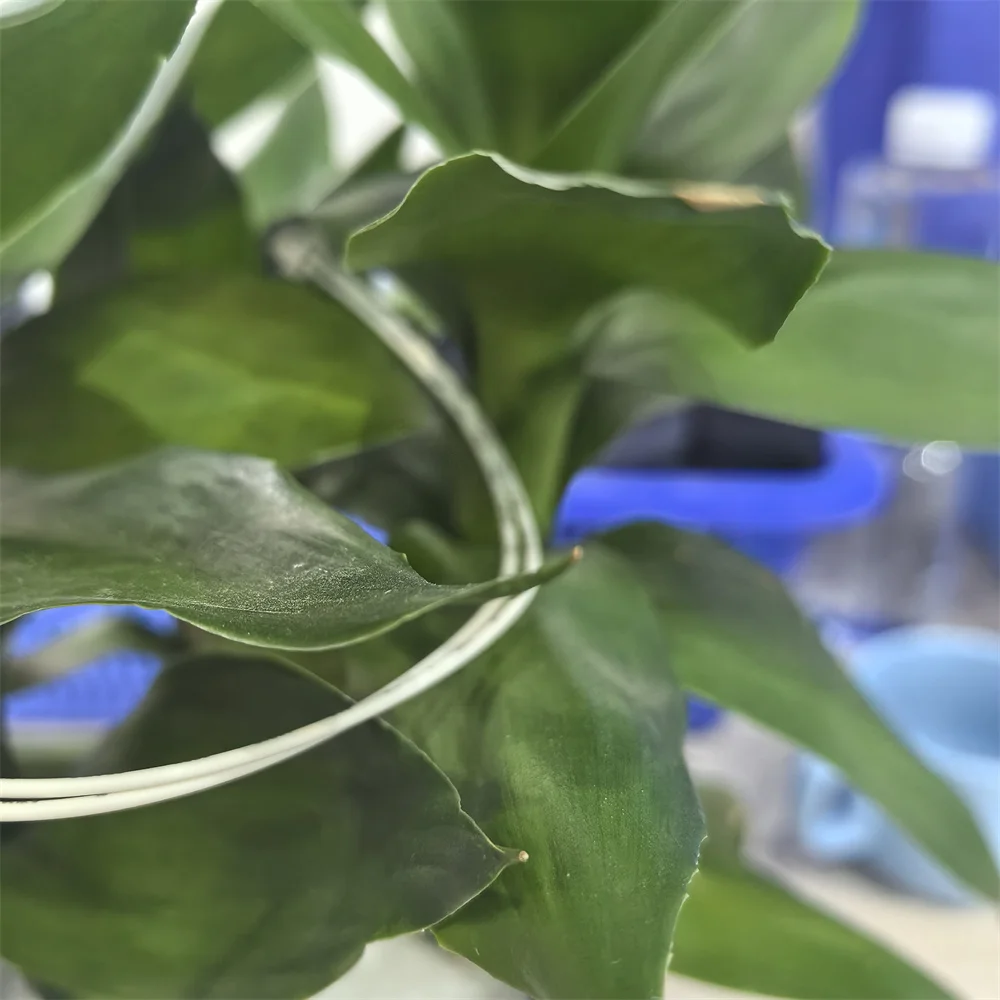 5PC New Compatible AW10-0088 (AW100088) Fuser Thermistor for Ricoh aficio 1515 mp161 171 201 301F SPF
5PC New Compatible AW10-0088 (AW100088) Fuser Thermistor for Ricoh aficio 1515 mp161 171 201 301F SPF