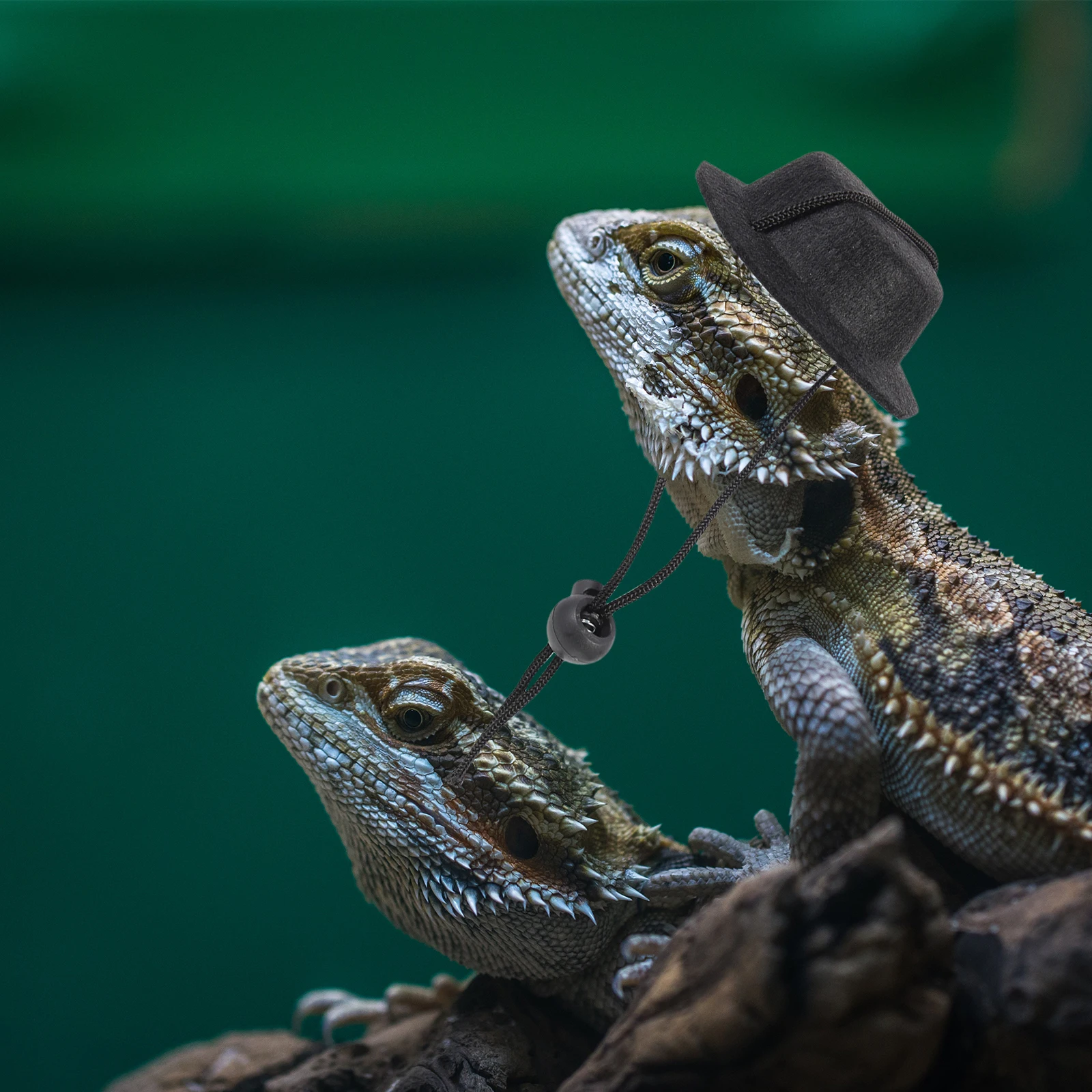 1Set Reptile Harness Leash Kit Party Bow Tie Adjustable Hat Outdoor Lizard Walking Costume Bearded Dragon Leash
1Set Reptile Harness Leash Kit Party Bow Tie Adjustable Hat Outdoor Lizard Walking Costume Bearded Dragon Leash