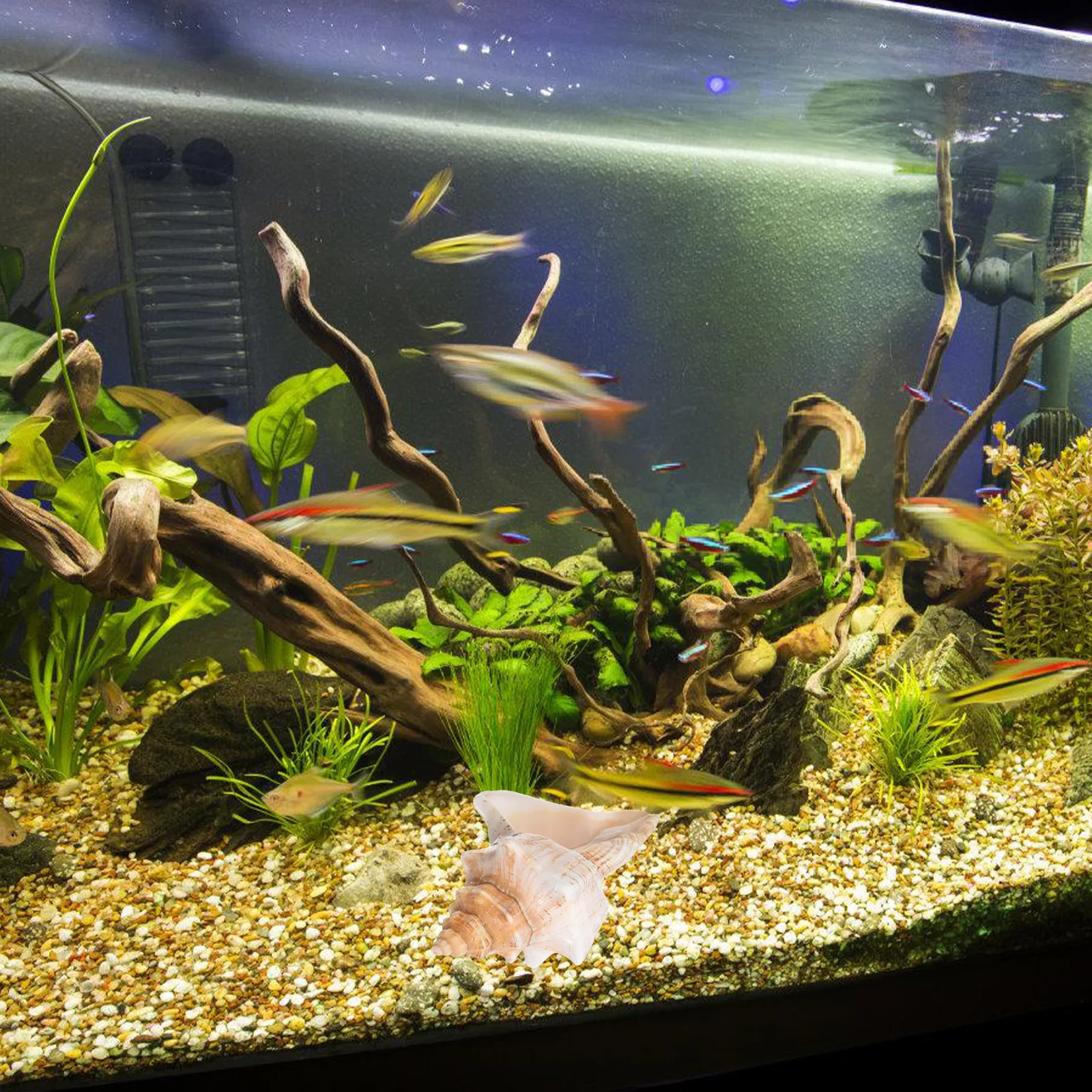 Giant Conch Shell Striped Seashell Decor For Aquarium Vase Filler Beach Wedding Party Home Ocean Theme Photography Prop
Giant Conch Shell Striped Seashell Decor For Aquarium Vase Filler Beach Wedding Party Home Ocean Theme Photography Prop