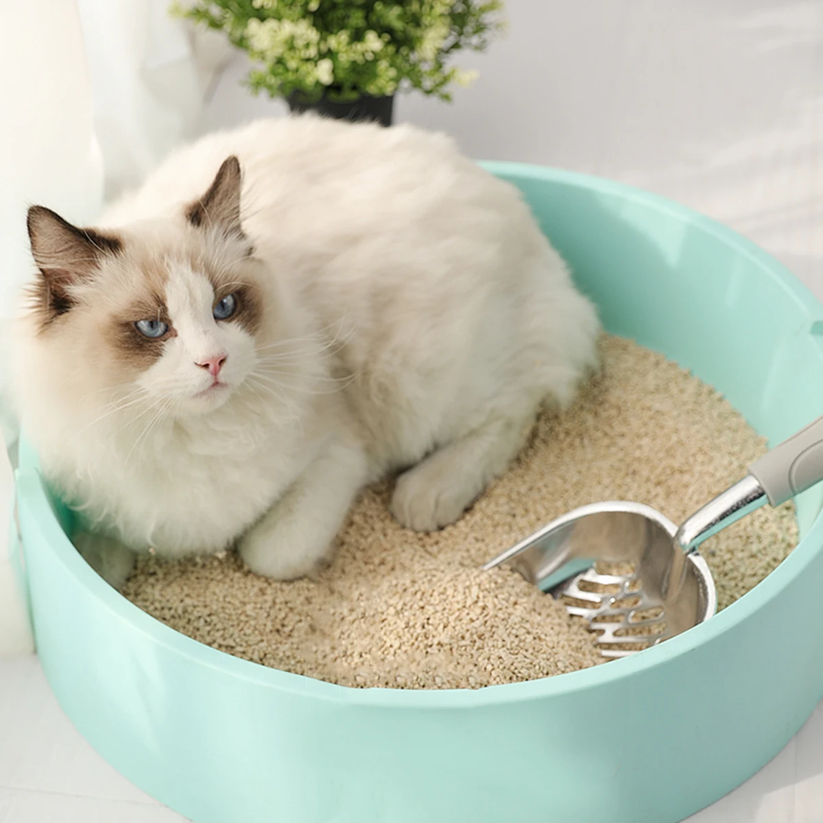 Premium Cat Litter Scoop Durable Long Handle Metal Sift Shovel All Litter Types Comfortable Clean Grey Pet Supplies
Premium Cat Litter Scoop Durable Long Handle Metal Sift Shovel All Litter Types Comfortable Clean Grey Pet Supplies