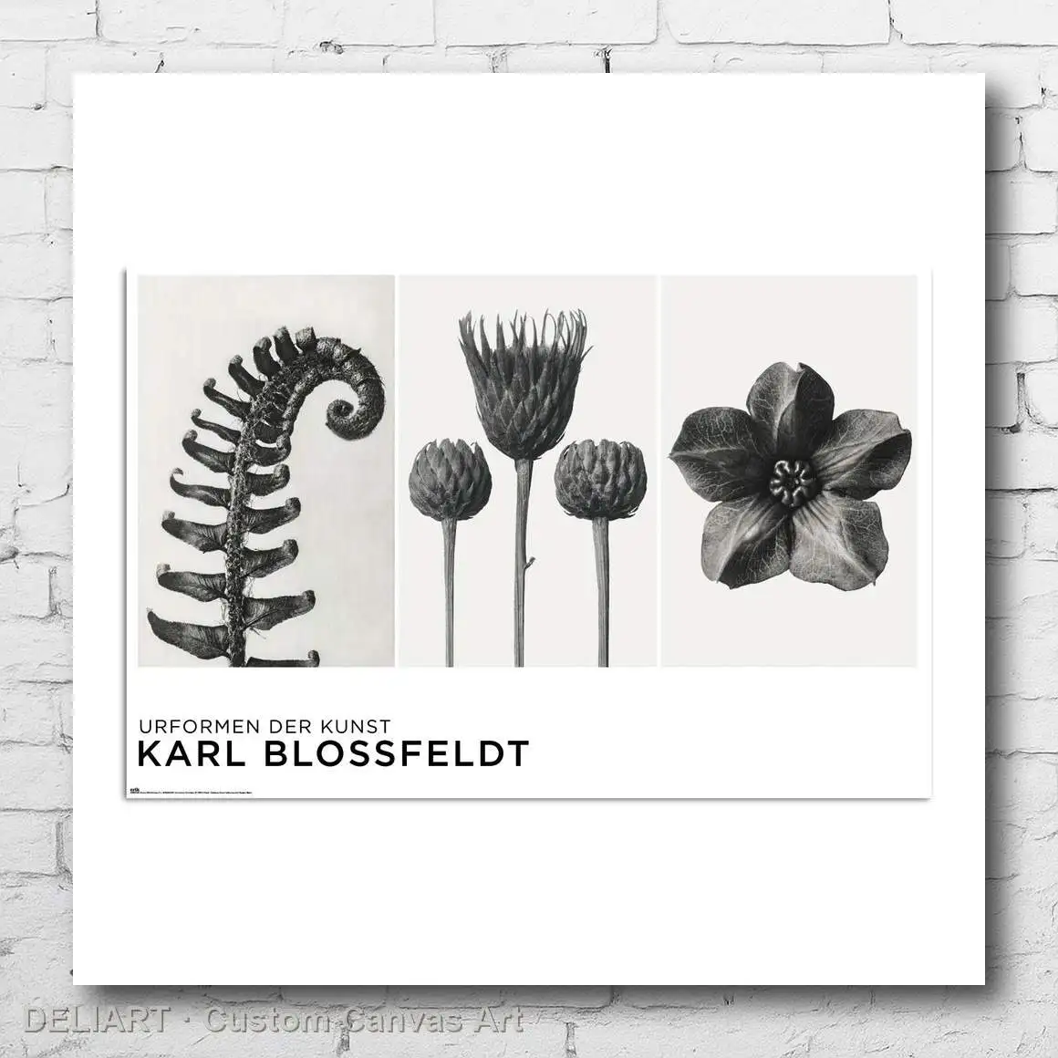 KAVI BLOSSFELDT - URFORMEN DER KUNST ART Canvas Poster Custom Size Available Room Decoration Home Decor Wall
KAVI BLOSSFELDT - URFORMEN DER KUNST ART Canvas Poster Custom Size Available Room Decoration Home Decor Wall