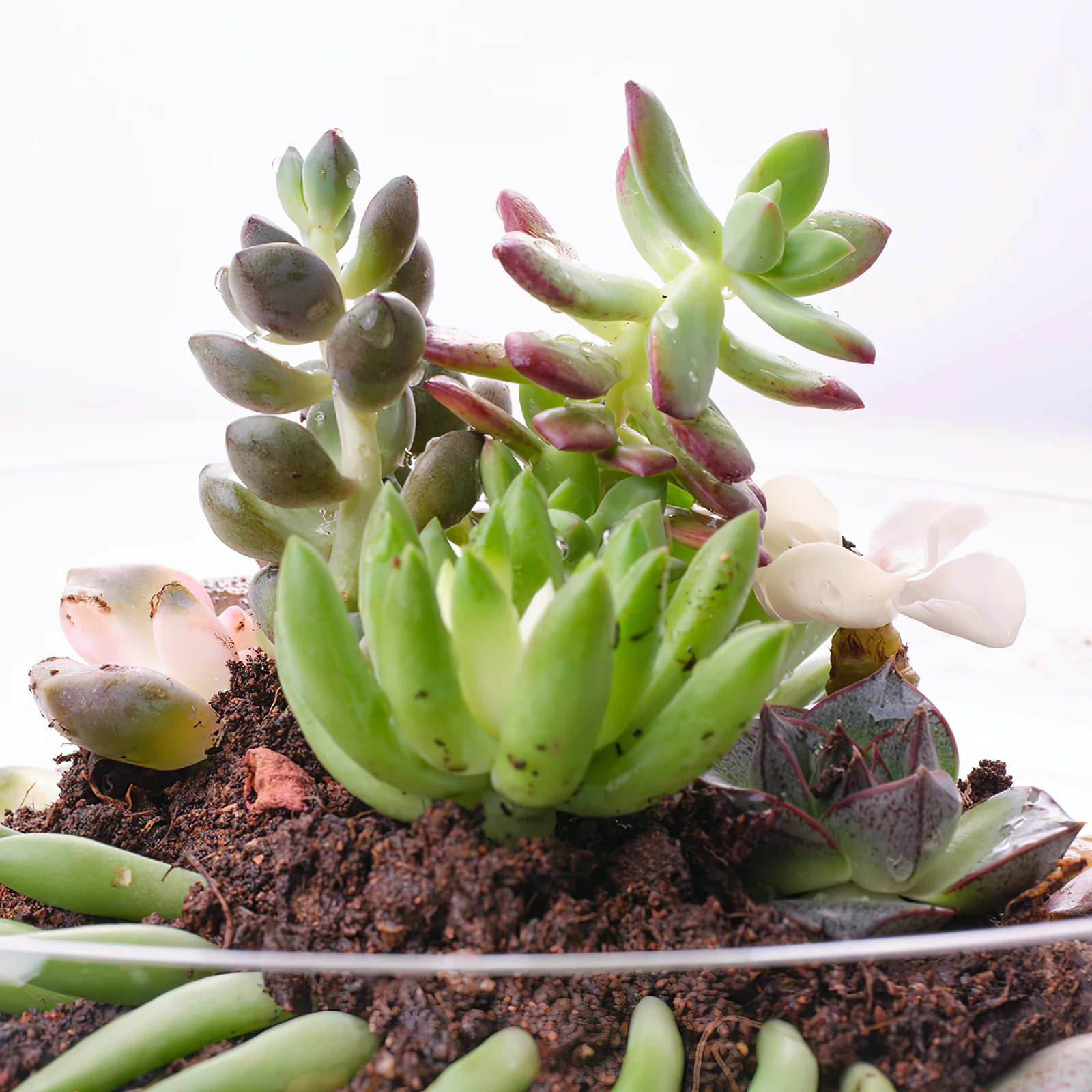6PCS Artificial Succulent Plants Home Decor Fake Desk Indoor Lifelike Plant Adornment Premium Material Use
6PCS Artificial Succulent Plants Home Decor Fake Desk Indoor Lifelike Plant Adornment Premium Material Use