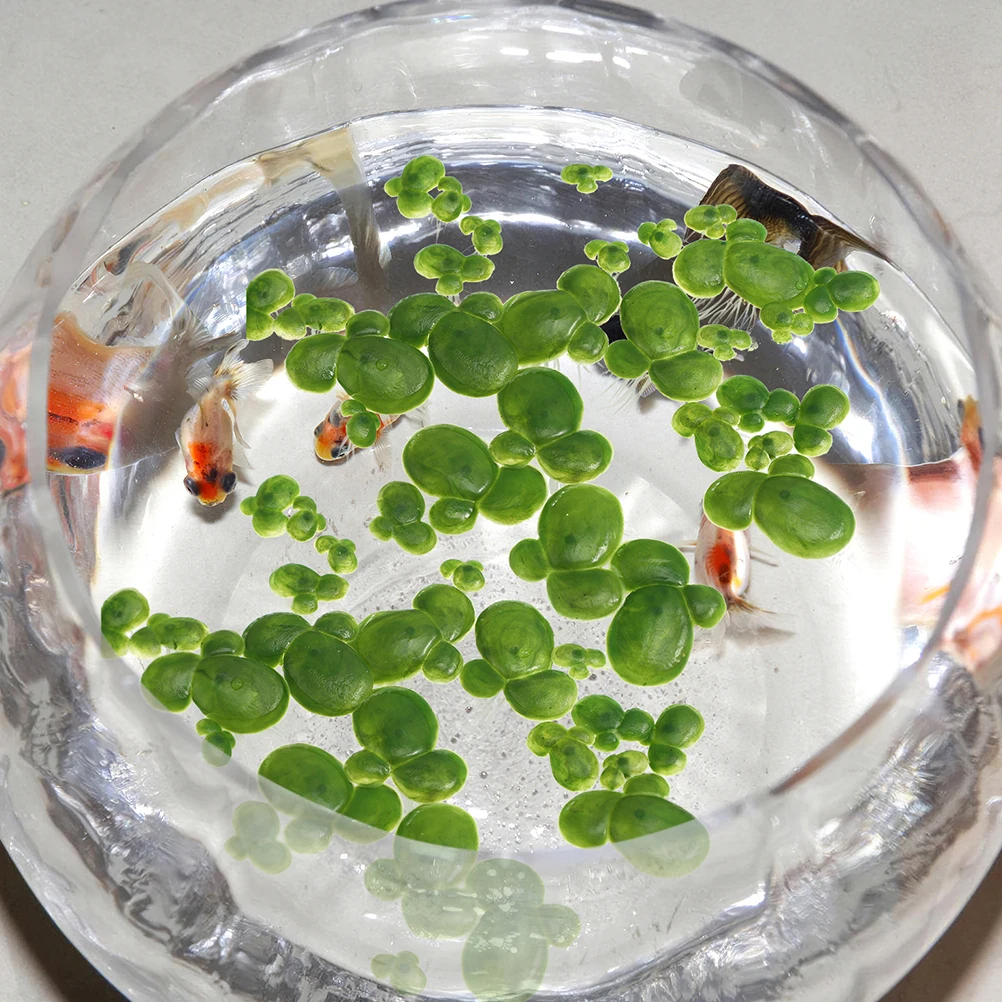 54pcs Artificial Plant Duckweed Floating for Aquarium Pond Glass Plastic Tiny Plants Decor Aquatic Plant Floating for Aquariums
54pcs Artificial Plant Duckweed Floating for Aquarium Pond Glass Plastic Tiny Plants Decor Aquatic Plant Floating for Aquariums