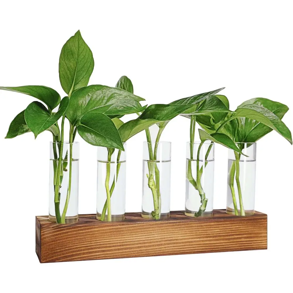 PlantPropagationStation,PlantTerrariumwithWoodenStand,PlantsPotsforHydroponics,SmallBirthdayGardeningGift 10.00WomenMomPlantsLover
PlantPropagationStation,PlantTerrariumwithWoodenStand,PlantsPotsforHydroponics,SmallBirthdayGardeningGift 10.00WomenMomPlantsLover