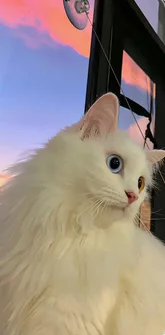 Вентилятор с зажимом для талии, 4000 мАч, перезаряжаемый персональный носимый вентилятор с зажимом для ремня, портативный вентилятор с фонариком Powerbank для кемпинга, пешего туризма
Вентилятор с зажимом для талии, 4000 мАч, перезаряжаемый персональный носимый вентилятор с зажимом для ремня, портативный вентилятор с фонариком Powerbank для кемпинга, пешего туризма