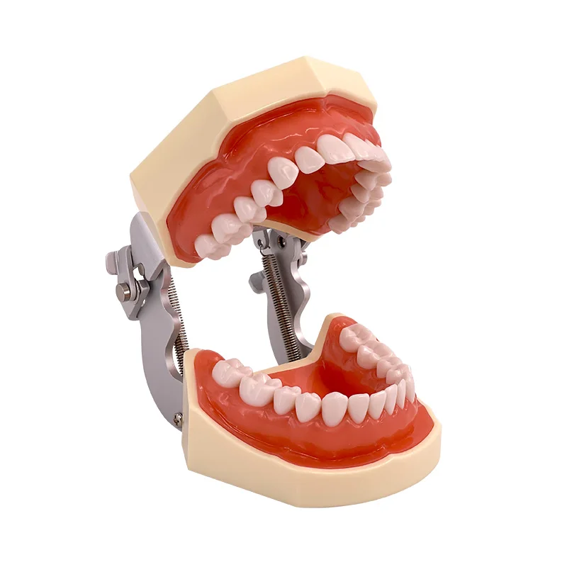 Dental Model Oral Dental Mold Doctor Practice Exam Resin Seam Detachable in Vitro Standard False Teeth Preparation
Dental Model Oral Dental Mold Doctor Practice Exam Resin Seam Detachable in Vitro Standard False Teeth Preparation