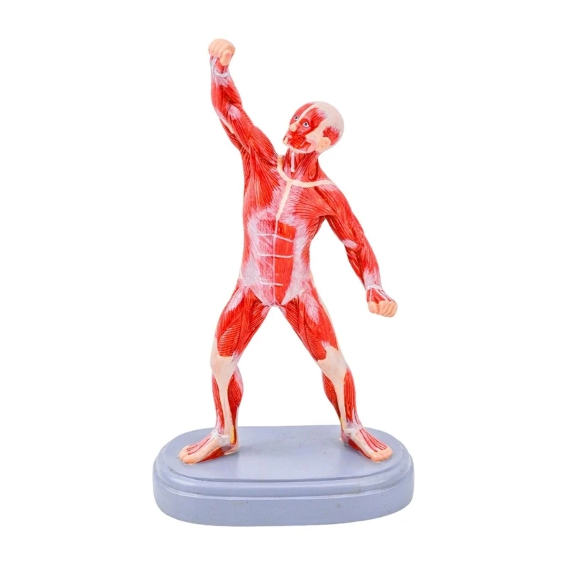 Q6PA Portable Realistic Human Muscle Anatomy Model Anatomical Muscle Structure Model For Artists Nursing Students Learning
Q6PA Portable Realistic Human Muscle Anatomy Model Anatomical Muscle Structure Model For Artists Nursing Students Learning