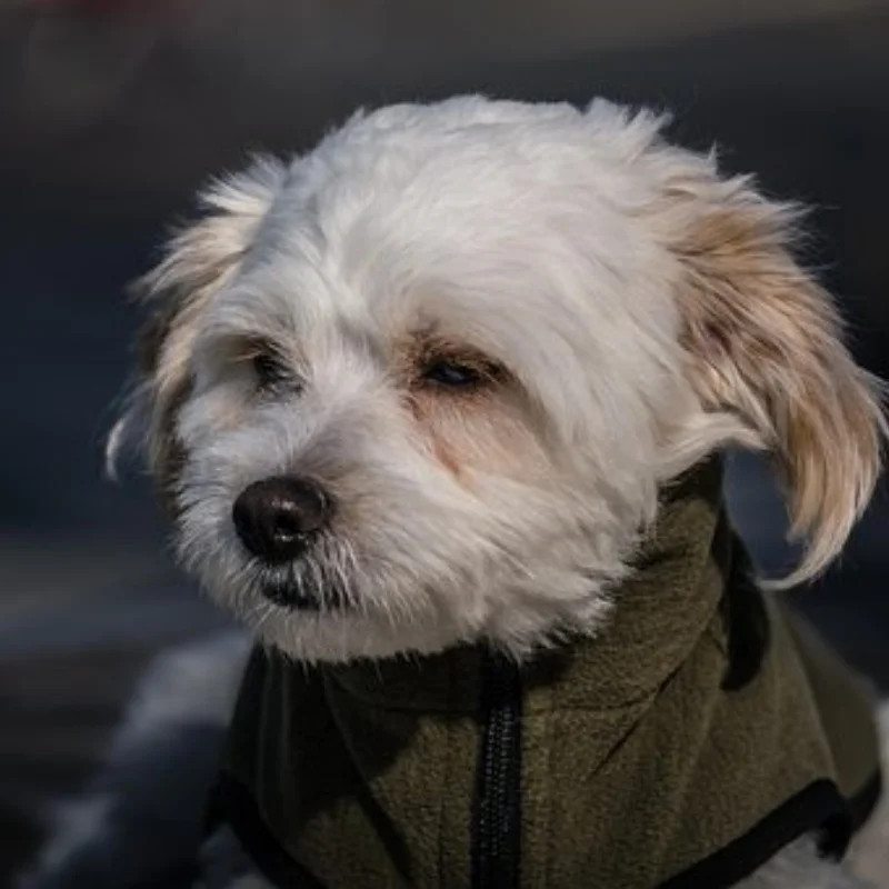 4 шт., 113 мм, передние и задние колеса, шина 1/10, короткая шина для грузовика для TRXS Slash ARRMA Senton SCTX10 HPI HuanQi 727 Vkar 10sc 
4 шт., 113 мм, передние и задние колеса, шина 1/10, короткая шина для грузовика для TRXS Slash ARRMA Senton SCTX10 HPI HuanQi 727 Vkar 10sc