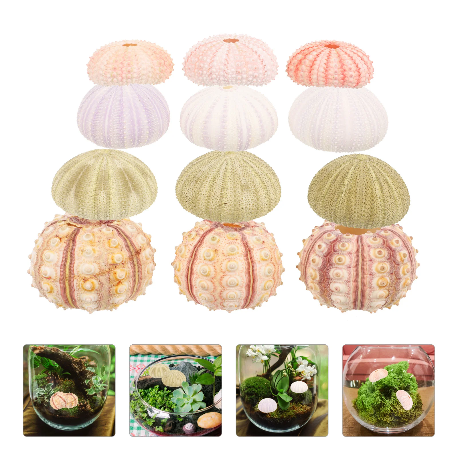 12 Pcs Natural Sea Urchin Shell Air Plant Holders Conch Decor Craft Accessories for Tabletop Bookshelf Succulent Display Sea
12 Pcs Natural Sea Urchin Shell Air Plant Holders Conch Decor Craft Accessories for Tabletop Bookshelf Succulent Display Sea