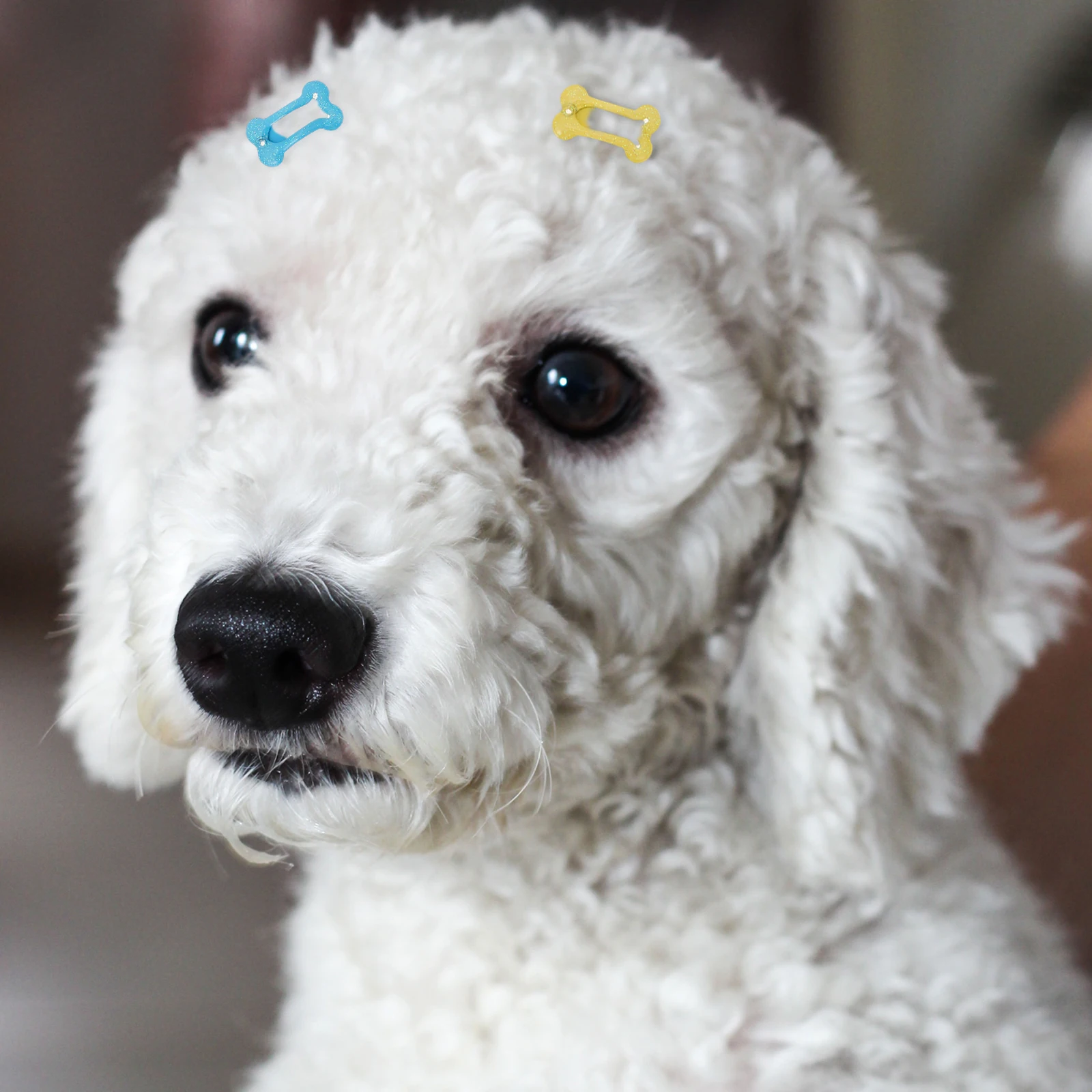 15 Pcs Dog Hairpin Small Clips Accessories Pet Ornaments Bone for Decorations Ears
15 Pcs Dog Hairpin Small Clips Accessories Pet Ornaments Bone for Decorations Ears
