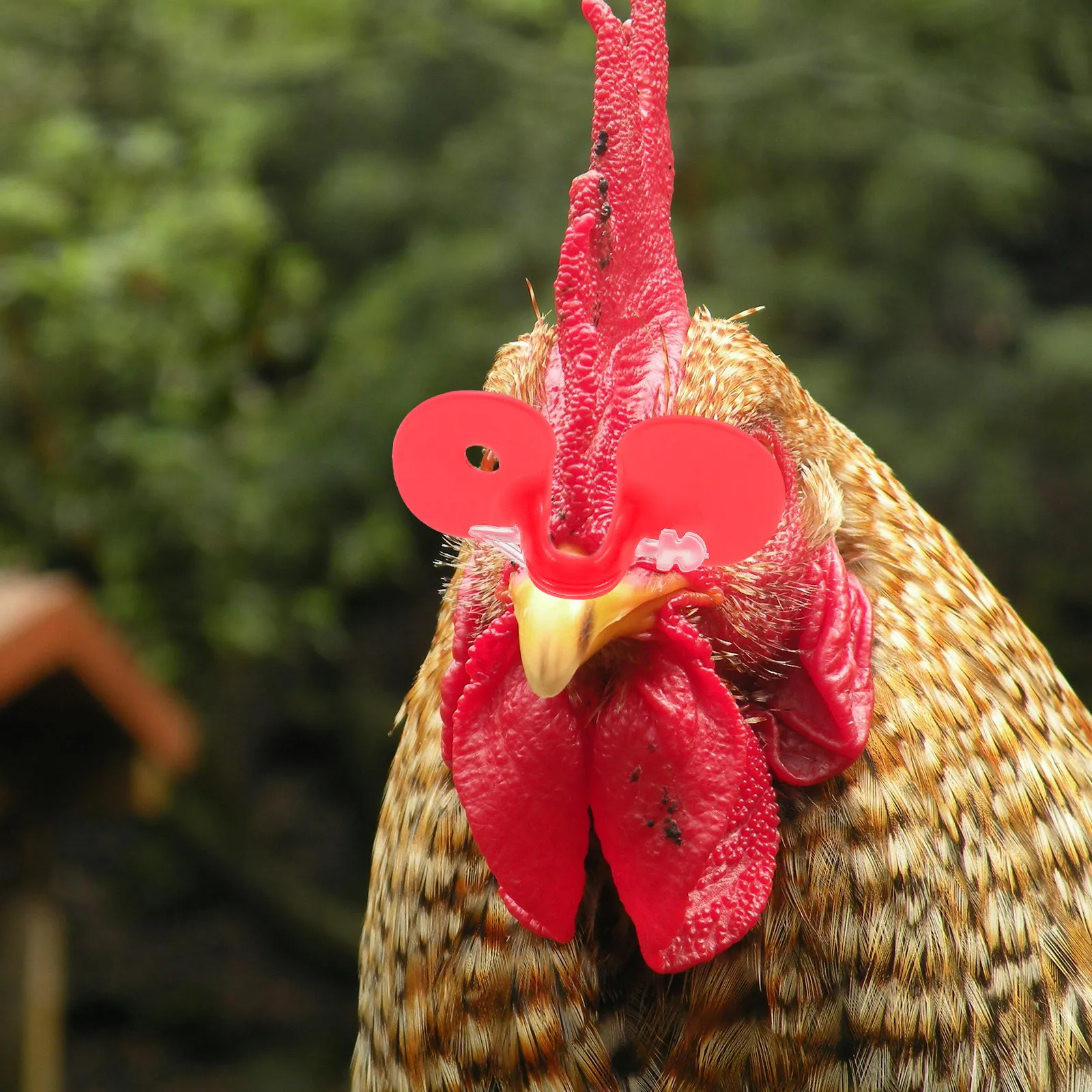 100pcs Anti-Pecking Glasses For Chickens Red Lens Pinless Peepers Poultry Farm Supplies Chicken Spectacles Rooster Hens
100pcs Anti-Pecking Glasses For Chickens Red Lens Pinless Peepers Poultry Farm Supplies Chicken Spectacles Rooster Hens