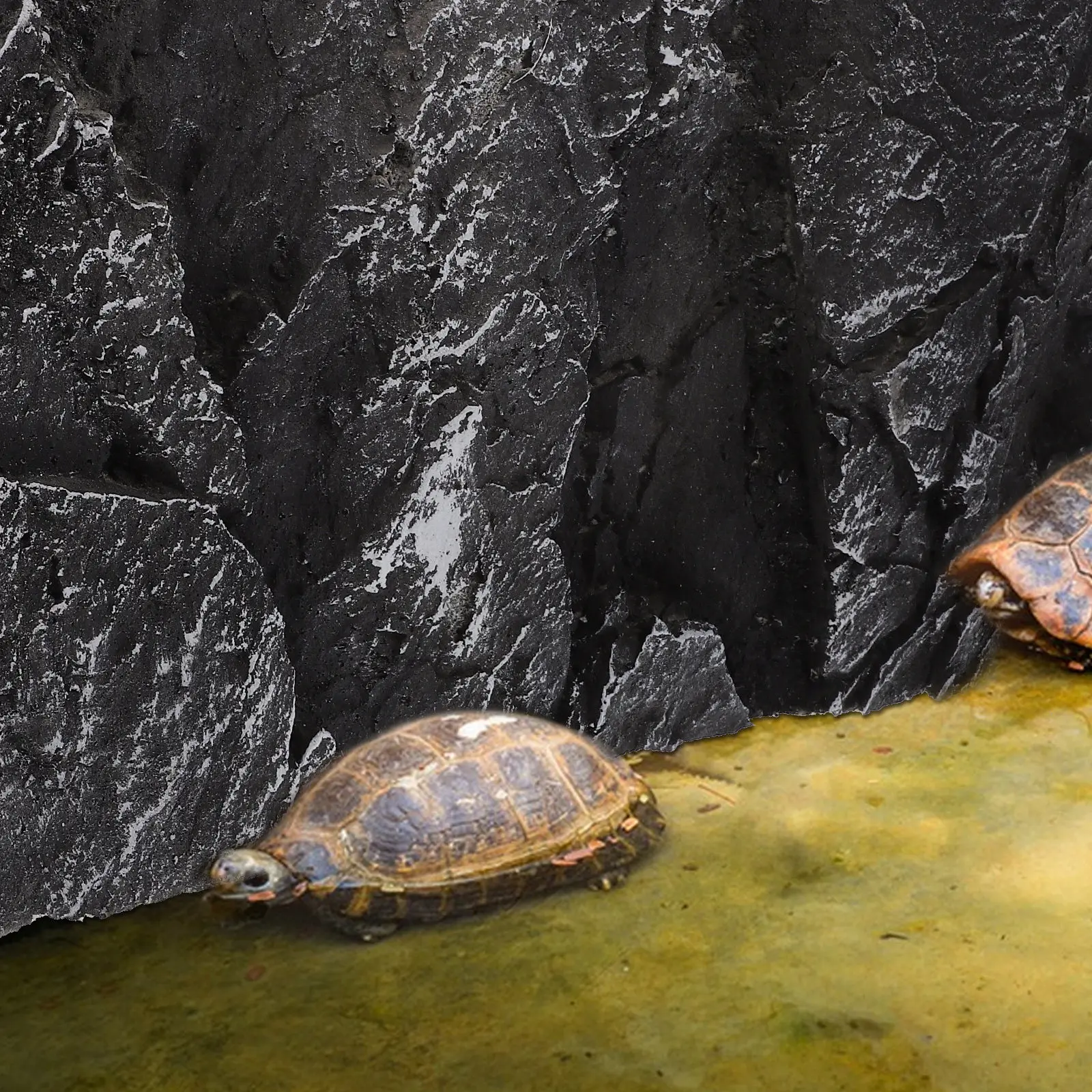 3D Aquarium Background PU Material Realistic Textured Reptile Tank Decorative Backdrop for Terrarium Fish Tank Turtle Enclosure
3D Aquarium Background PU Material Realistic Textured Reptile Tank Decorative Backdrop for Terrarium Fish Tank Turtle Enclosure