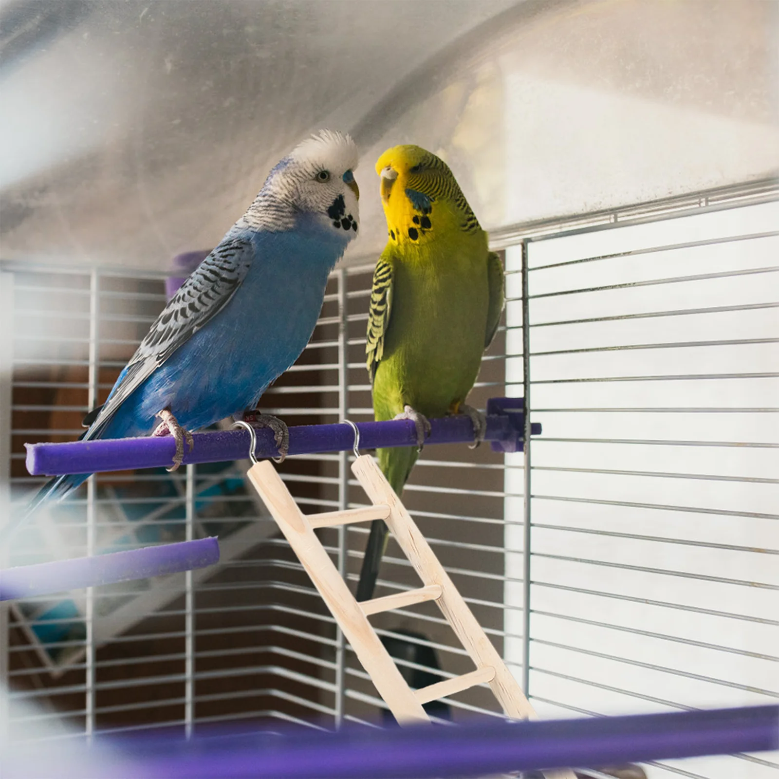 Bird Beaded Swing Hamster Climbing Ladder Hammock Toys for Parakeets Cage Supplies
Bird Beaded Swing Hamster Climbing Ladder Hammock Toys for Parakeets Cage Supplies
