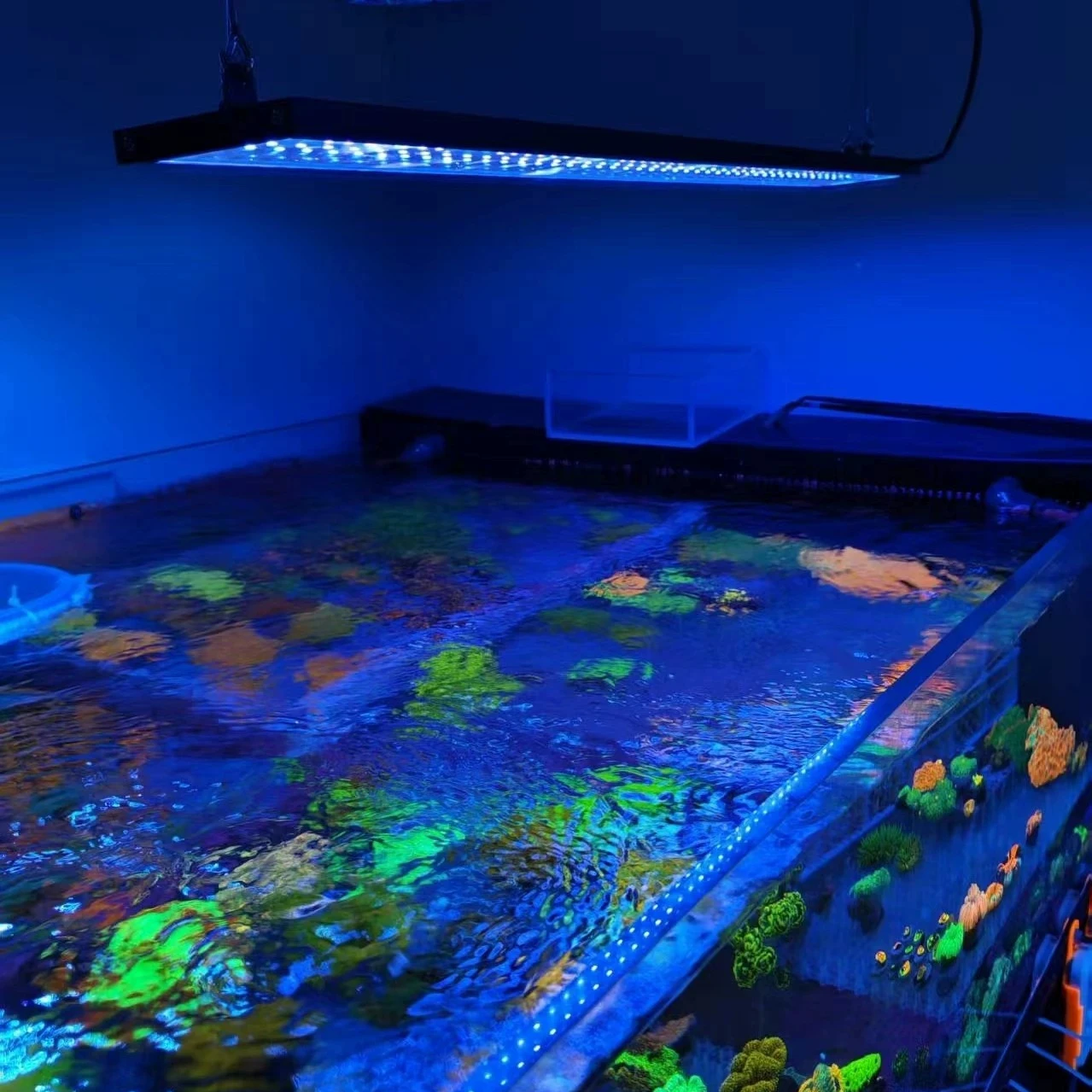 Aquarium Reef LED Light Coral Reef LED Fish Tank Light 80W Saltwater Aquarium Lamp With Timer Brightness Adjustment for LPS/SPS
Aquarium Reef LED Light Coral Reef LED Fish Tank Light 80W Saltwater Aquarium Lamp With Timer Brightness Adjustment for LPS/SPS