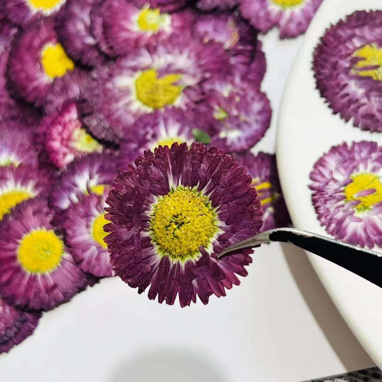 60Pcs Natural Real Flower and Leaf Pressed Flower DIY Material Kit, Large Daisy Type Dried Flower Pressed Flower, Real Flower Pressed Flower Decoration Materials, Plant Specimens, Candles
60Pcs Natural Real Flower and Leaf Pressed Flower DIY Material Kit, Large Daisy Type Dried Flower Pressed Flower, Real Flower Pressed Flower Decoration Materials, Plant Specimens, Candles
