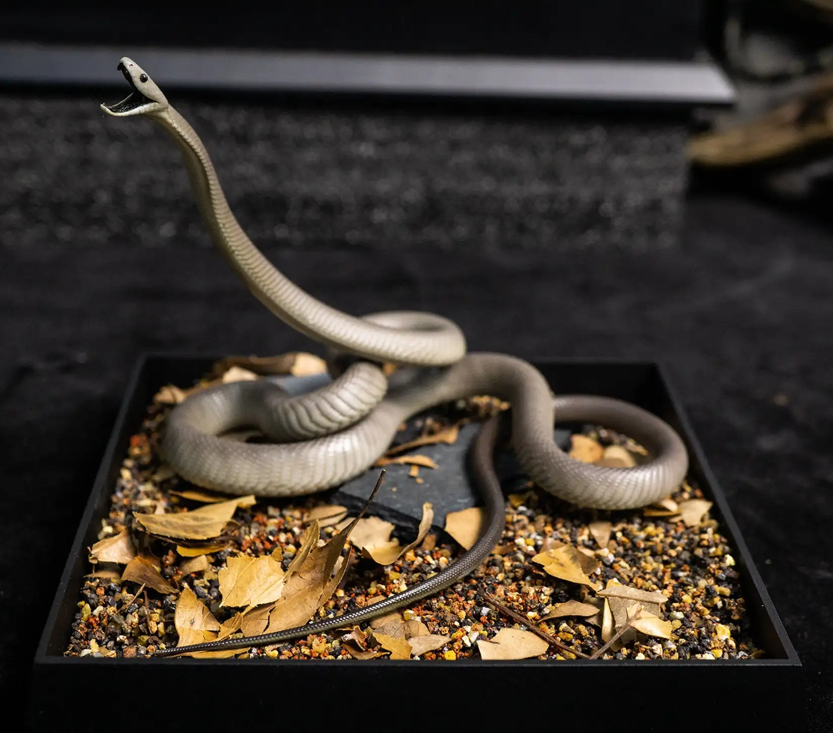 Snake Gorge Studio Black Mamba Model Dendroaspis Polylepis Realistic Animal Figurine Miniature Micro Landscape Home Decor Gift
Snake Gorge Studio Black Mamba Model Dendroaspis Polylepis Realistic Animal Figurine Miniature Micro Landscape Home Decor Gift