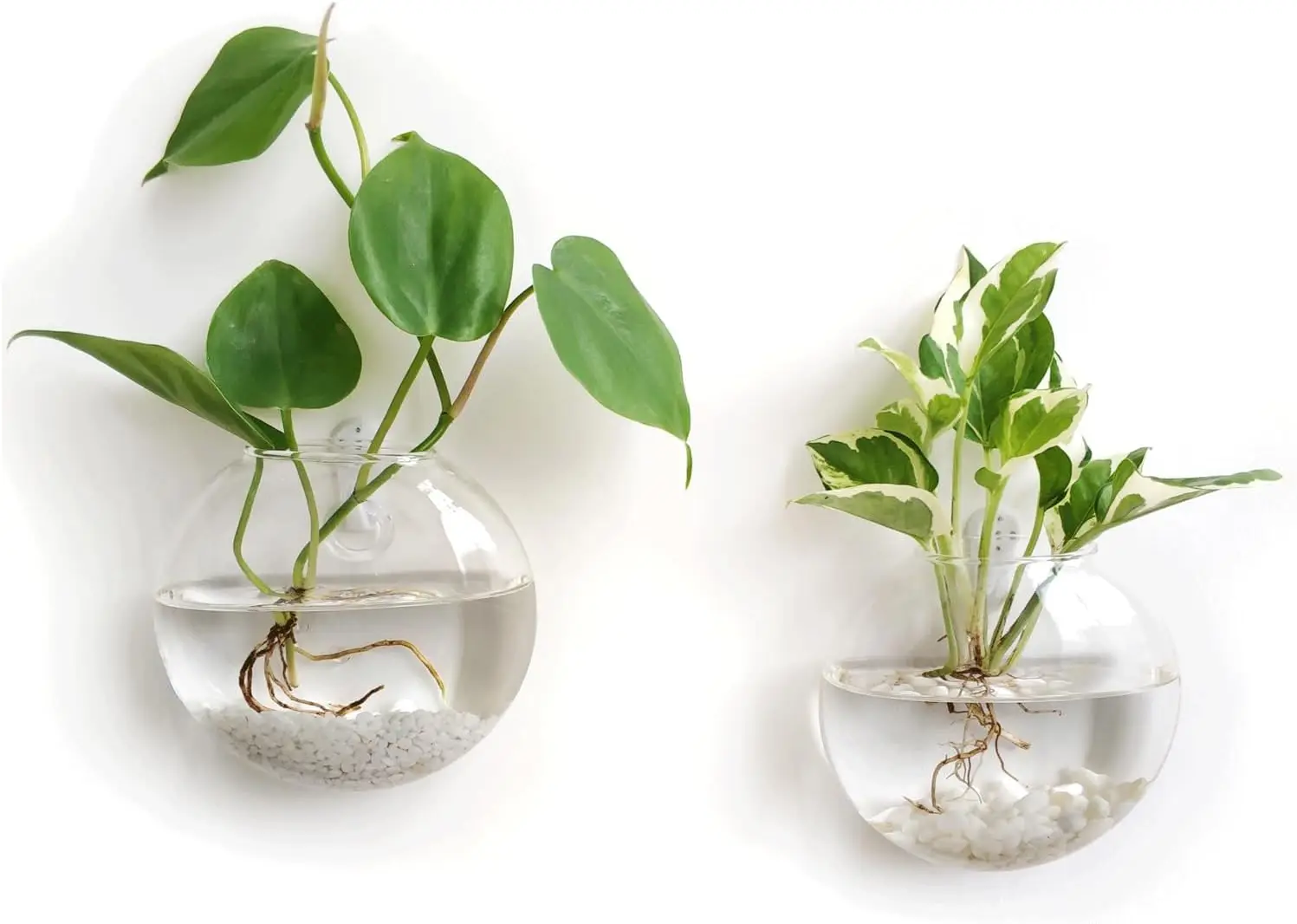 Set of 2 Wall Hanging Glass Terrariums Oblate Flower Vase for Hydroponics Plants, Home Office Living Room Decor
Set of 2 Wall Hanging Glass Terrariums Oblate Flower Vase for Hydroponics Plants, Home Office Living Room Decor