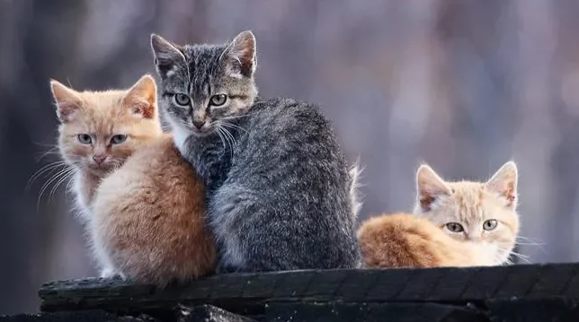 BETAFPV VR03 FPV Goggles - 5.8G 48CH, 3dBi Antenna, DVR Recording 800x480 for Analog VTX Drones
BETAFPV VR03 FPV Goggles - 5.8G 48CH, 3dBi Antenna, DVR Recording 800x480 for Analog VTX Drones