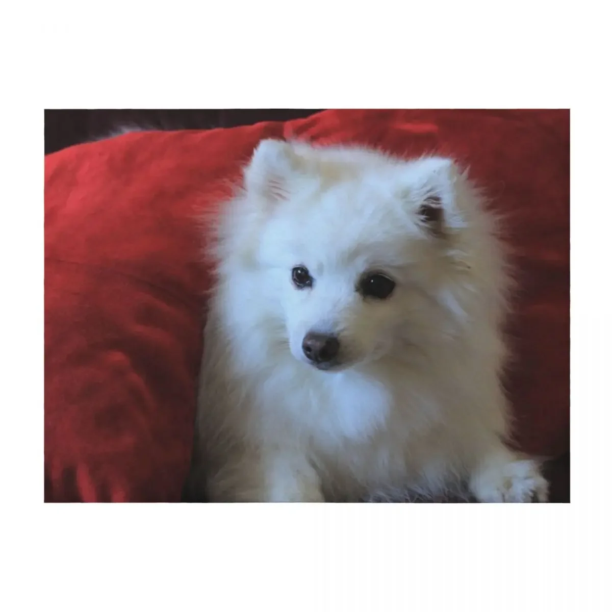 Japanese Spitz In The Red Throw Blanket Winter beds valentine gift ideas Luxury Cute Blankets
Japanese Spitz In The Red Throw Blanket Winter beds valentine gift ideas Luxury Cute Blankets