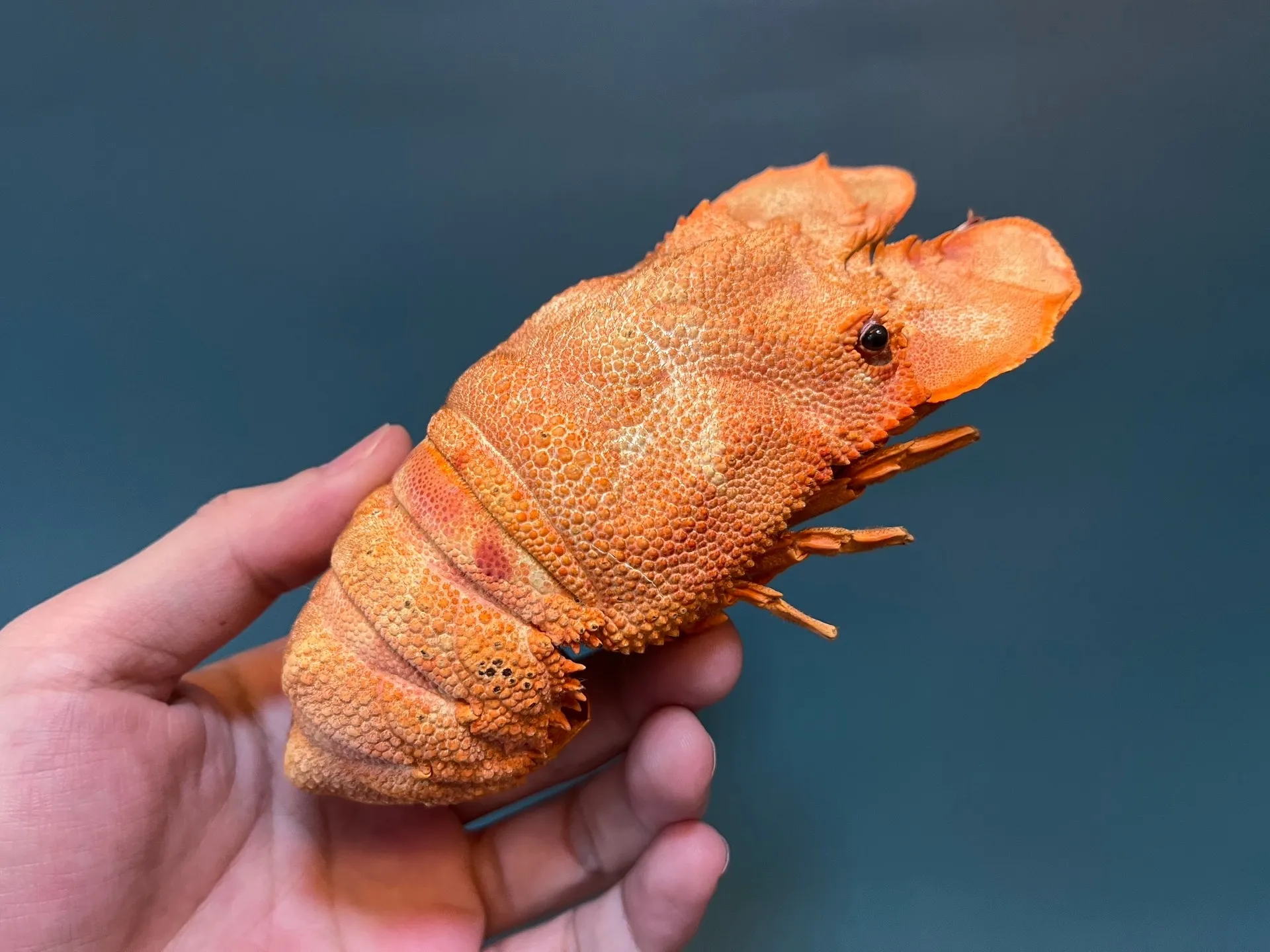Scyllarides Squammosus Real Crab Specimen Special Handicrafts Collectors Home Decor Ornament Desk Decoration Customized
Scyllarides Squammosus Real Crab Specimen Special Handicrafts Collectors Home Decor Ornament Desk Decoration Customized