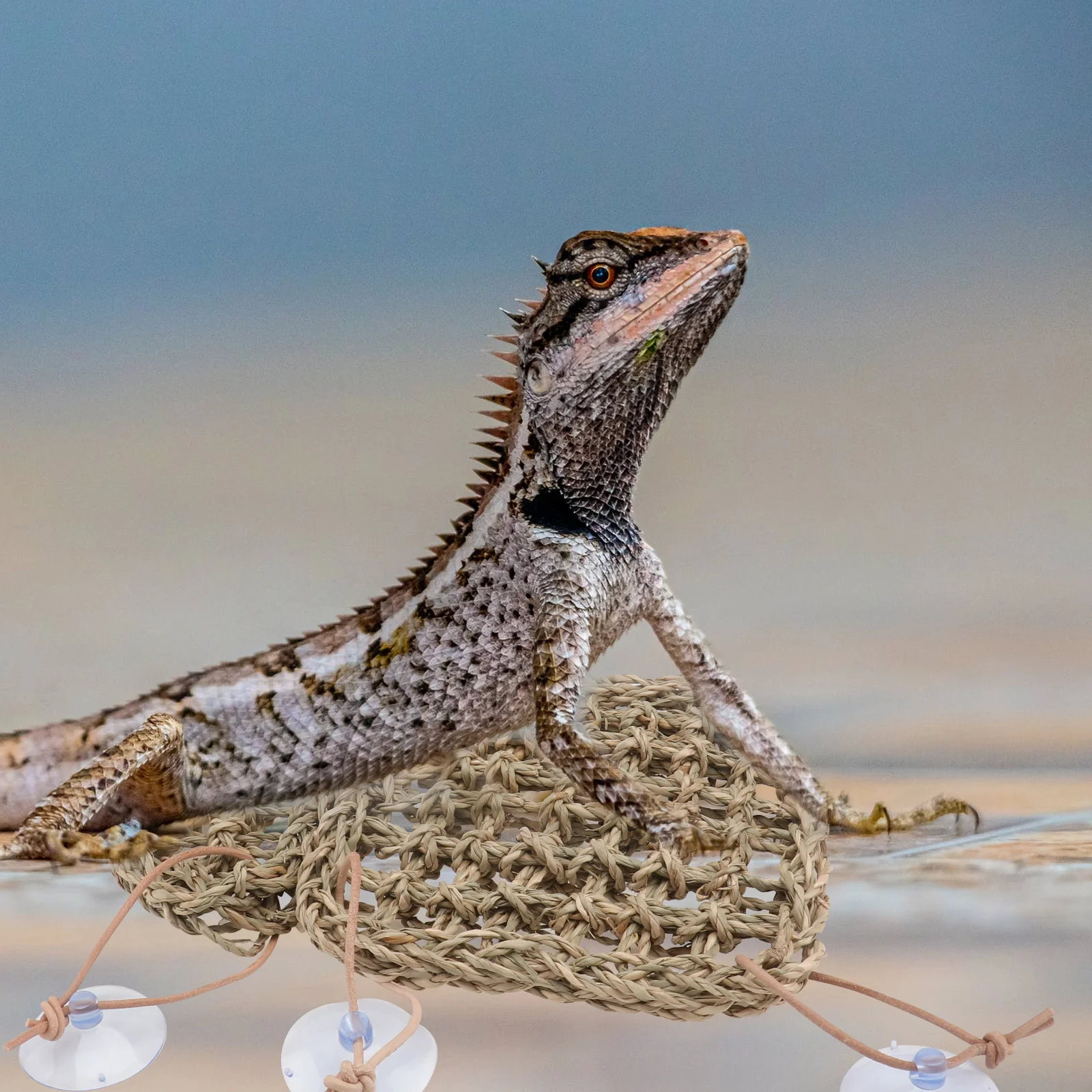 1Set Lizard Hammock Natural Seaweed Cushion Durable Breathable Pet Sleeping Bed Reptiles Hamsters Vertical Space Saving Suction
1Set Lizard Hammock Natural Seaweed Cushion Durable Breathable Pet Sleeping Bed Reptiles Hamsters Vertical Space Saving Suction