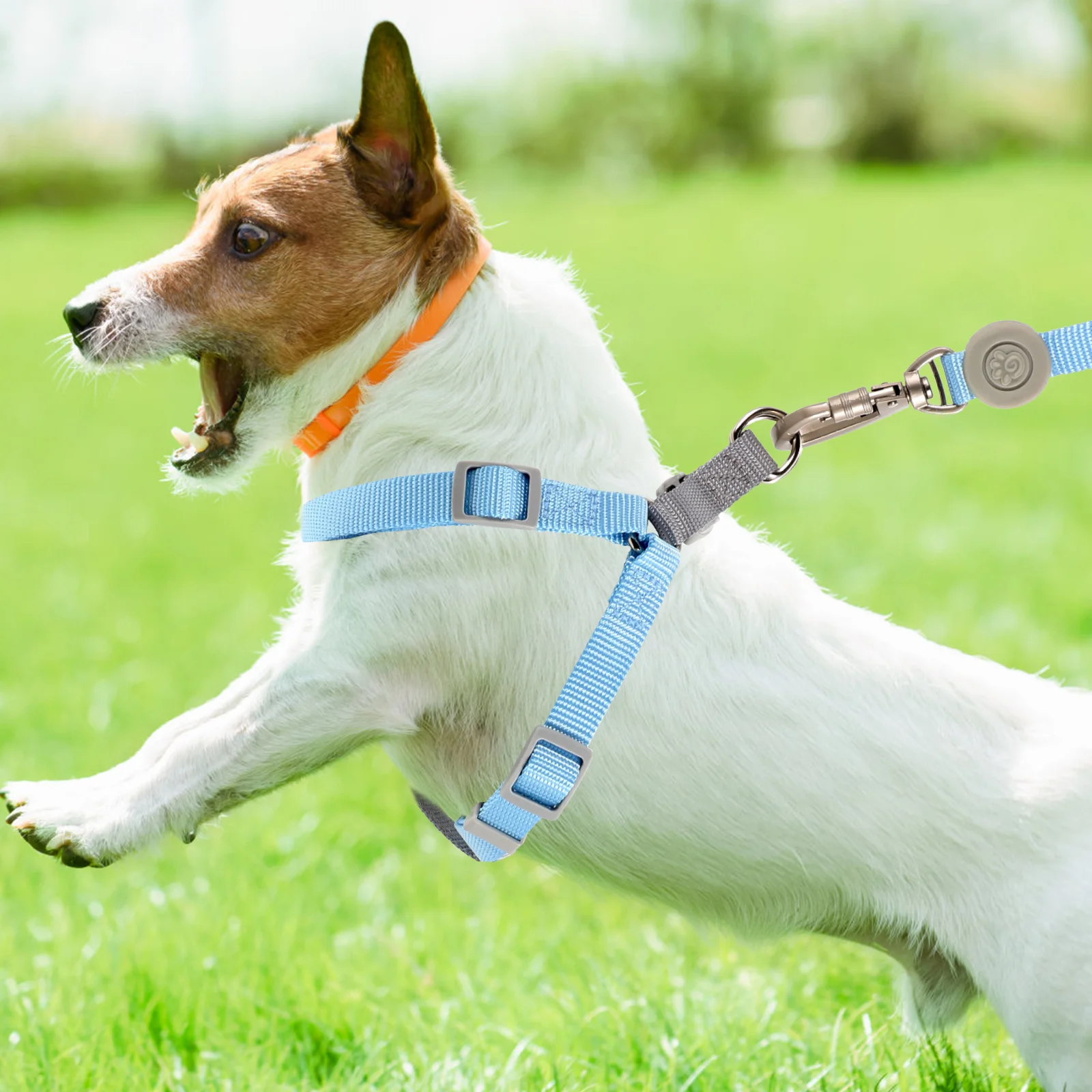 1Set Small Dog Harness and Leash Set Adjustable Lightweight Compact Easy to Put in Bag Harness for Small Dogs Dog Leash
1Set Small Dog Harness and Leash Set Adjustable Lightweight Compact Easy to Put in Bag Harness for Small Dogs Dog Leash