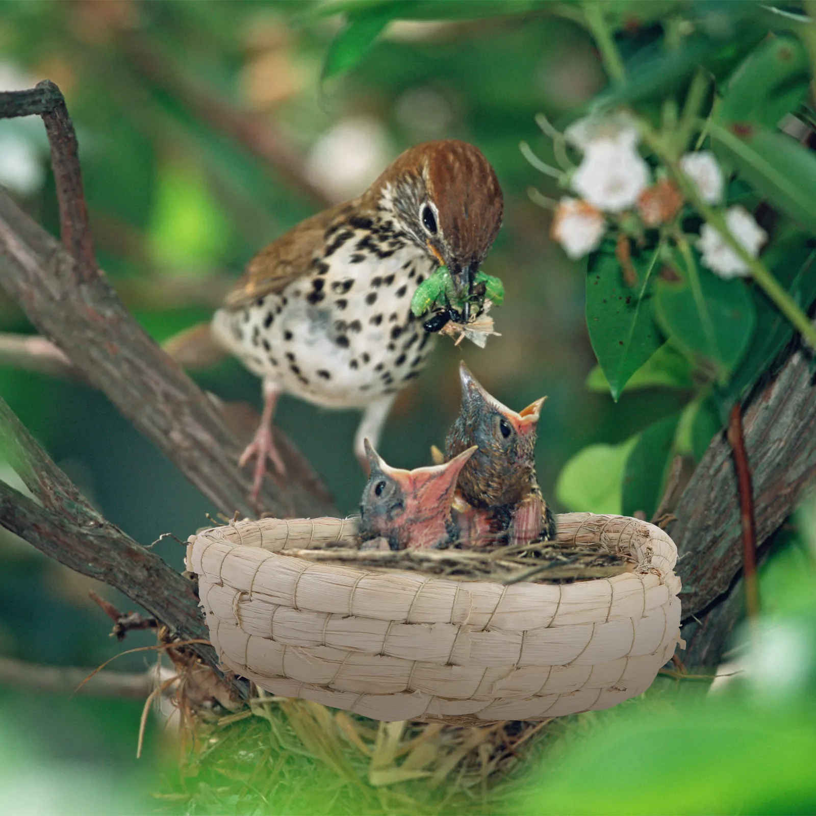 2Pcs Pigeon Nests Natural Comfortable Breeding House for Pet Bird Resting Hatching Supplies Pigeon Nests Hatching Nest
2Pcs Pigeon Nests Natural Comfortable Breeding House for Pet Bird Resting Hatching Supplies Pigeon Nests Hatching Nest
