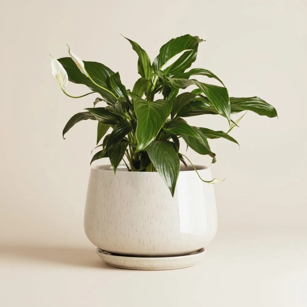 10-дюймовый керамический горшок с дренажным отверстием и блюдцем — прочный горшок для комнатных растений для современного домашнего декора, реактивная глазурь бежевого цвета
10-дюймовый керамический горшок с дренажным отверстием и блюдцем — прочный горшок для комнатных растений для современного домашнего декора, реактивная глазурь бежевого цвета