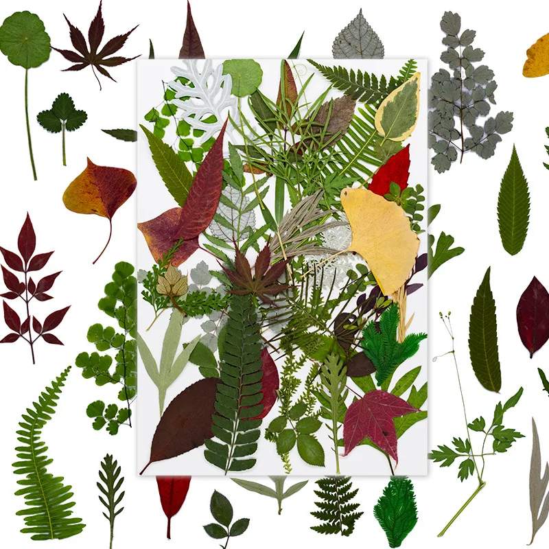 Natural Leaf Photo Frame Kindergarten Stickers Dried Flowers Green Leaf Specimens Resin Plant Pressed Flowers Real Leaves DIY Craft Material Kit
Natural Leaf Photo Frame Kindergarten Stickers Dried Flowers Green Leaf Specimens Resin Plant Pressed Flowers Real Leaves DIY Craft Material Kit