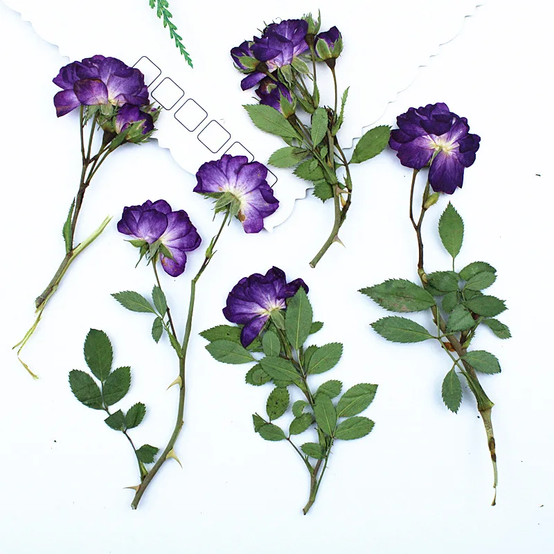 100Pcs Small Dried Flowers with Stems, Pressed Flower Specimens, Real Flowers, Handmade Bookmarks, Table Lamp with Stems, Pressed Rose, Purple Series
100Pcs Small Dried Flowers with Stems, Pressed Flower Specimens, Real Flowers, Handmade Bookmarks, Table Lamp with Stems, Pressed Rose, Purple Series