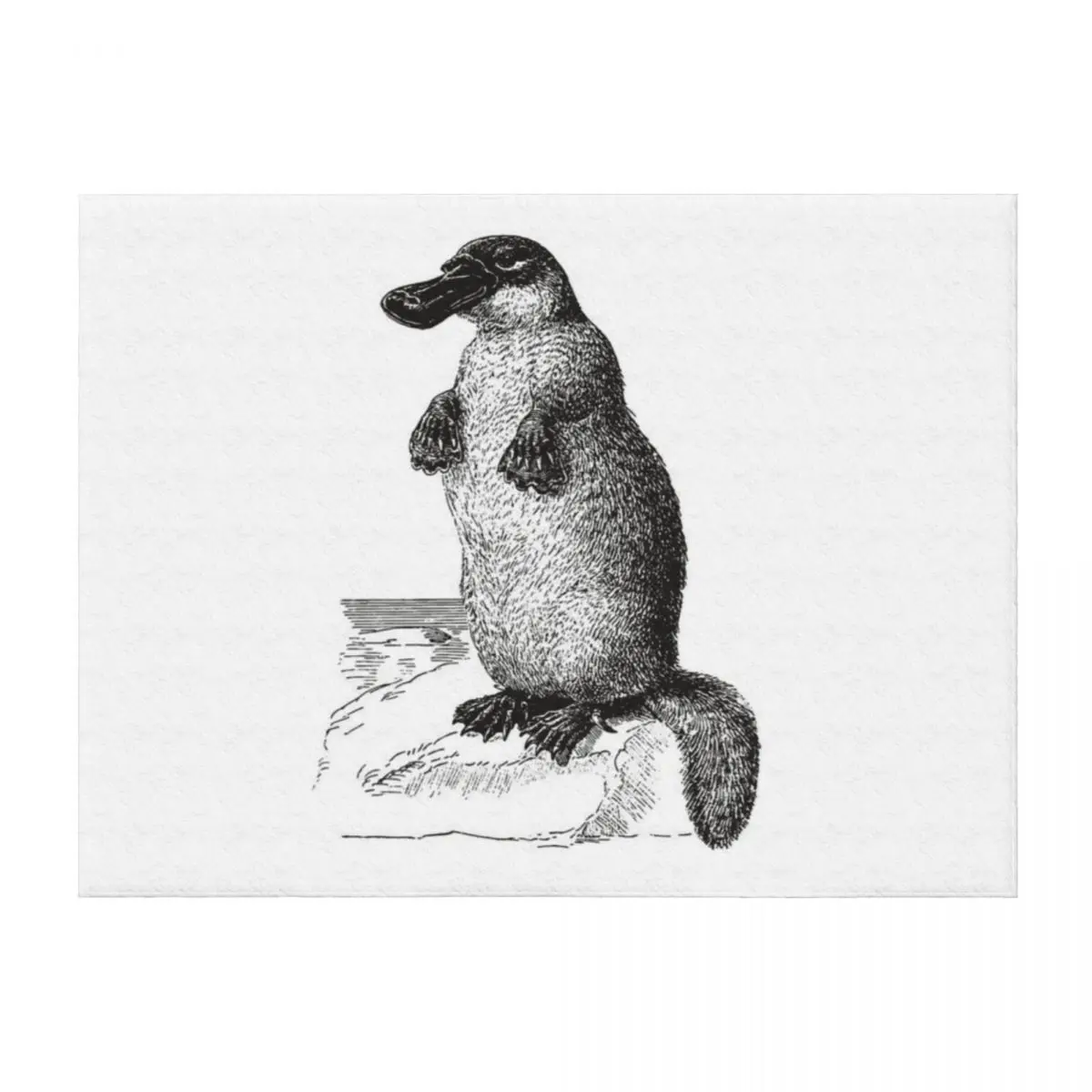 platypus Throw Blanket blankets ands anime blankets and throws Hairy Blankets
platypus Throw Blanket blankets ands anime blankets and throws Hairy Blankets