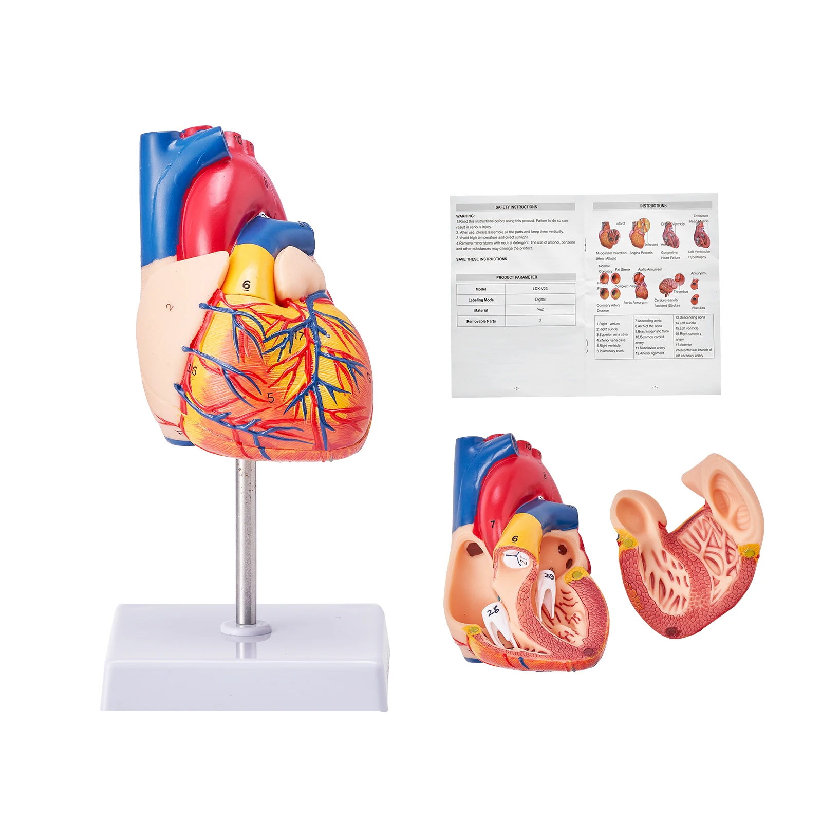 VEVOR Human Heart Model 2-Part 1:1 Life Size Numbered Model with Correct Structures Magnetic Design on Display Base for Learning
VEVOR Human Heart Model 2-Part 1:1 Life Size Numbered Model with Correct Structures Magnetic Design on Display Base for Learning
