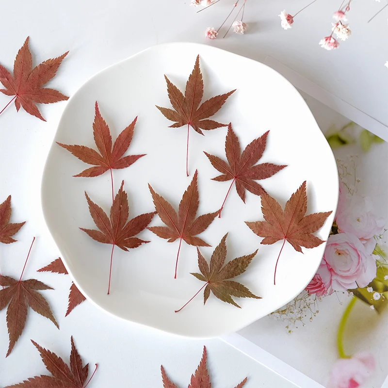 Eco-Friendly Pressed Petals Collection | Vintage Floral DIY Supplies for Journaling & Resin Art
Eco-Friendly Pressed Petals Collection | Vintage Floral DIY Supplies for Journaling & Resin Art