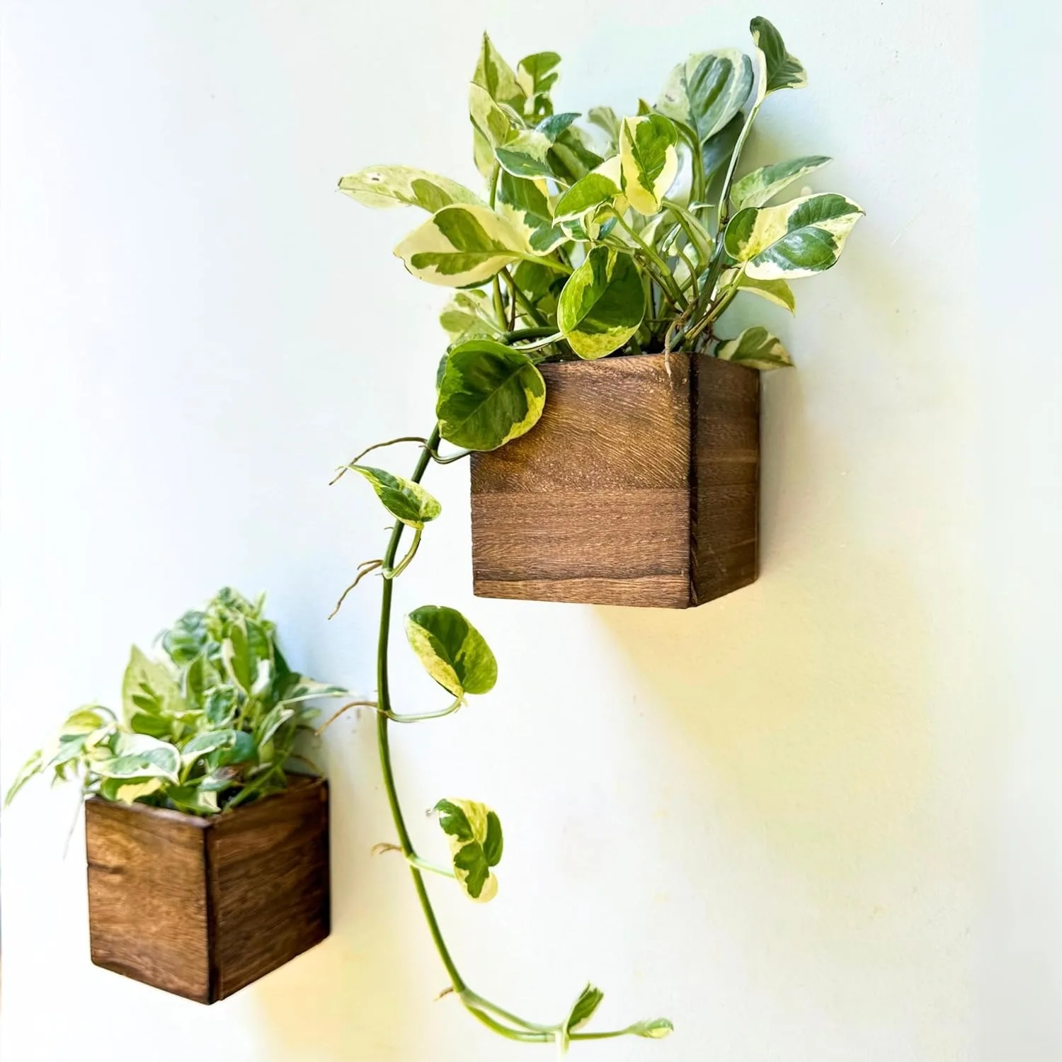Small Square Wood Planter Box for Indoor Plants, 2 Pack Wall Hanging Flower Pot for Home Decor
Small Square Wood Planter Box for Indoor Plants, 2 Pack Wall Hanging Flower Pot for Home Decor