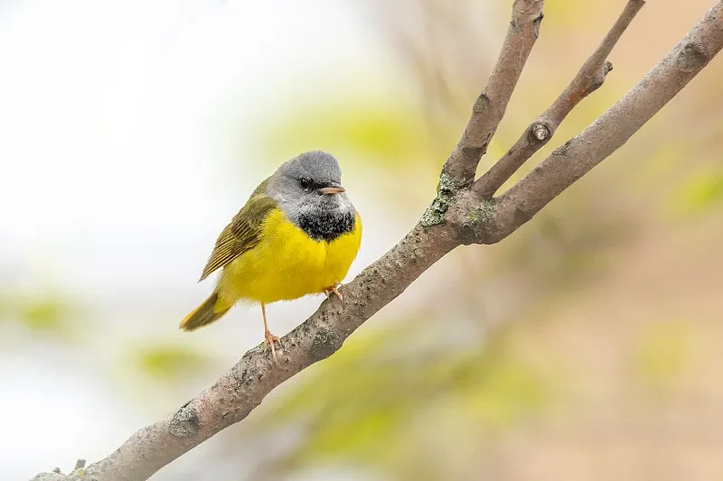 2 пары пропеллеров Gemfan Flash 6042 — 6x4,2x3, 6 дюймов, 3-лопастной ПК (CW и CCW), плавная устойчивость для реквизита VS Gemfan 5152S
2 пары пропеллеров Gemfan Flash 6042 — 6x4,2x3, 6 дюймов, 3-лопастной ПК (CW и CCW), плавная устойчивость для реквизита VS Gemfan 5152S