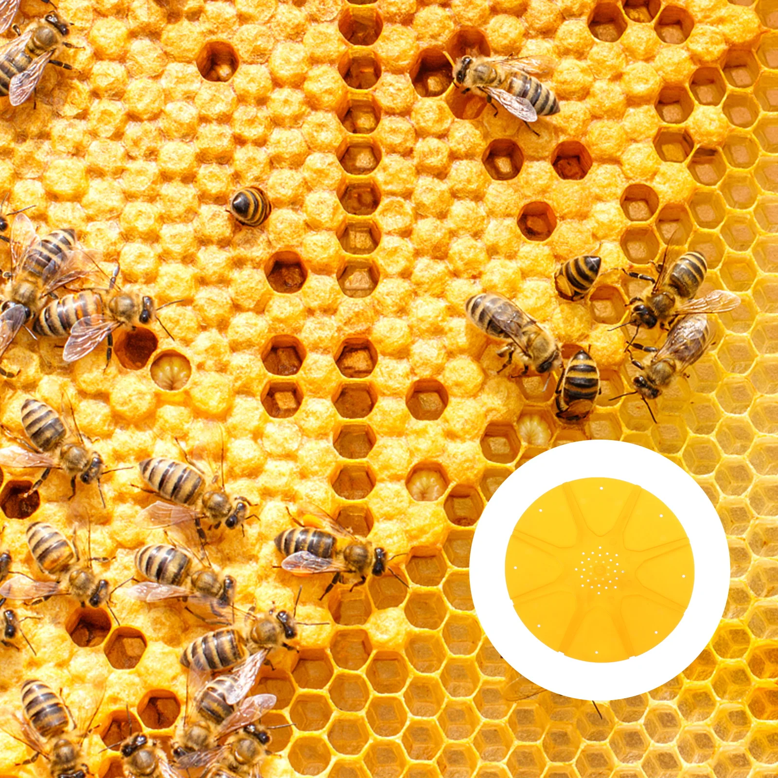 5Pcs Beekeeping Tool Round 8 Ways Bee Escapes Disc Hive Door Gate Equipment
5Pcs Beekeeping Tool Round 8 Ways Bee Escapes Disc Hive Door Gate Equipment