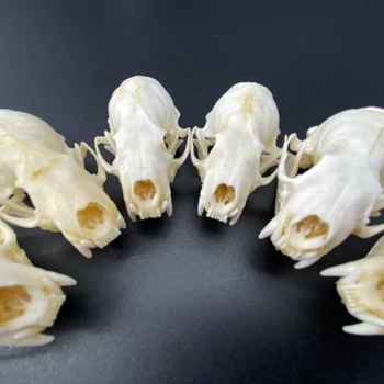 진짜 밍크 해골, 고급 동물 표본, 선물 크기 7cm, 1 개, 2 개, 5/10 개
