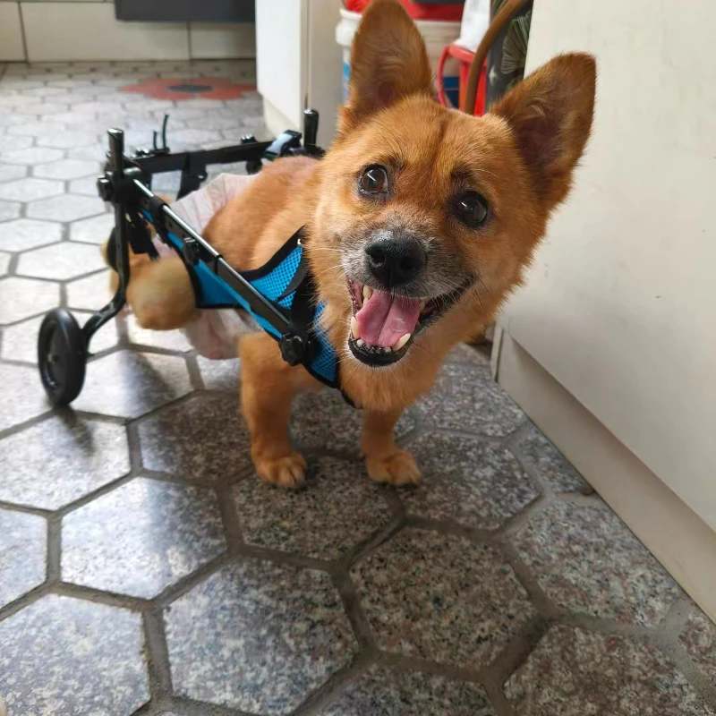 Pet Wheelchair for Dogs, Senior Dog Mobility Aid, Rehab Support Cart, Adjustable Walking Assistance for Large/Small Breeds
Pet Wheelchair for Dogs, Senior Dog Mobility Aid, Rehab Support Cart, Adjustable Walking Assistance for Large/Small Breeds