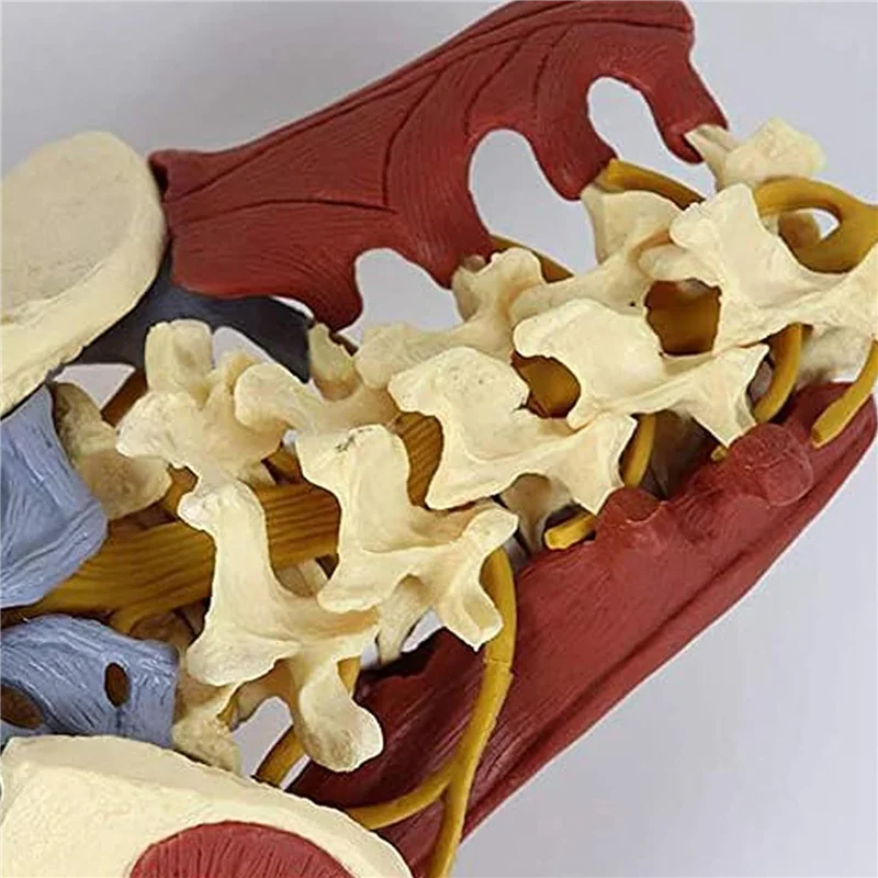 AED5-Lumbar Spine Bone Model, Pelvis Model, Pelvic Floor Muscle Anatomy Model Life Size Adult Skeleton Anatomical Model
AED5-Lumbar Spine Bone Model, Pelvis Model, Pelvic Floor Muscle Anatomy Model Life Size Adult Skeleton Anatomical Model