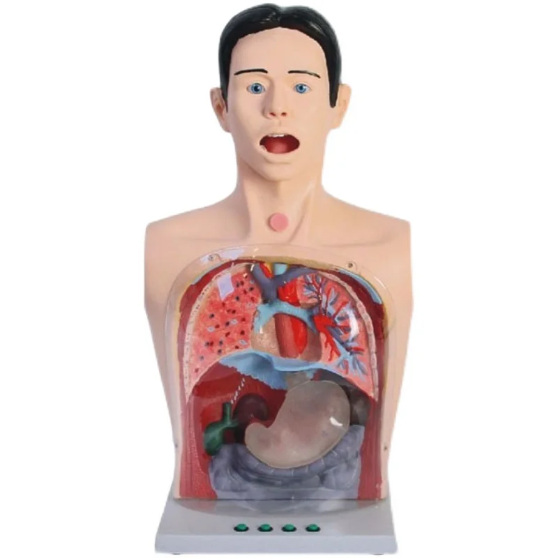 Half Body Gastric Lavage Model Clear Gastric Lavage Mechanism Model With Warning Gastrointestinal Decompression Training Manikin
Half Body Gastric Lavage Model Clear Gastric Lavage Mechanism Model With Warning Gastrointestinal Decompression Training Manikin