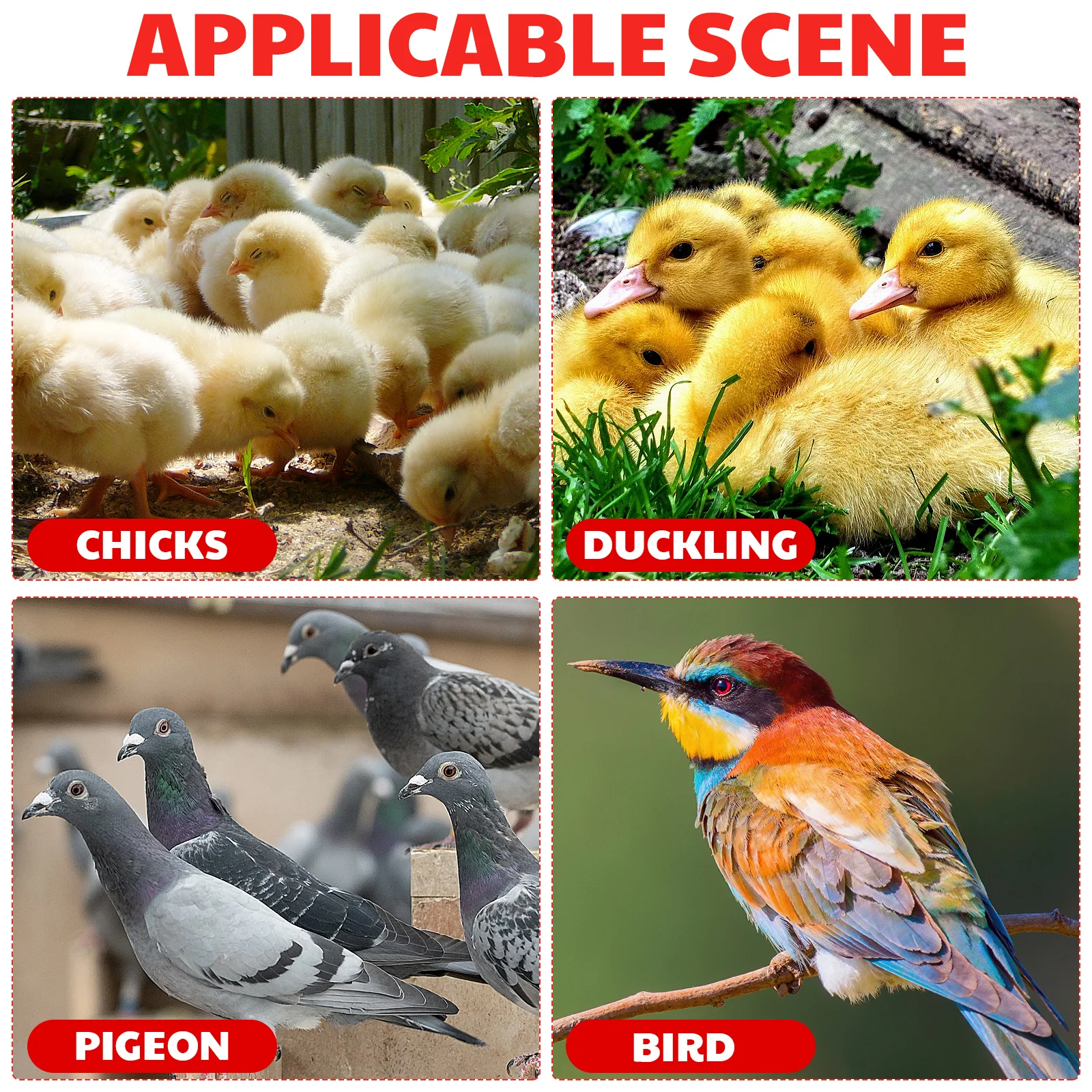 2Pcs Bird Cage Food Trough Long Pigeon Feeding Box Premium Plastic Anti-Spatter Pet Pigeon Feeder Easy to Clean Disassemble
2Pcs Bird Cage Food Trough Long Pigeon Feeding Box Premium Plastic Anti-Spatter Pet Pigeon Feeder Easy to Clean Disassemble