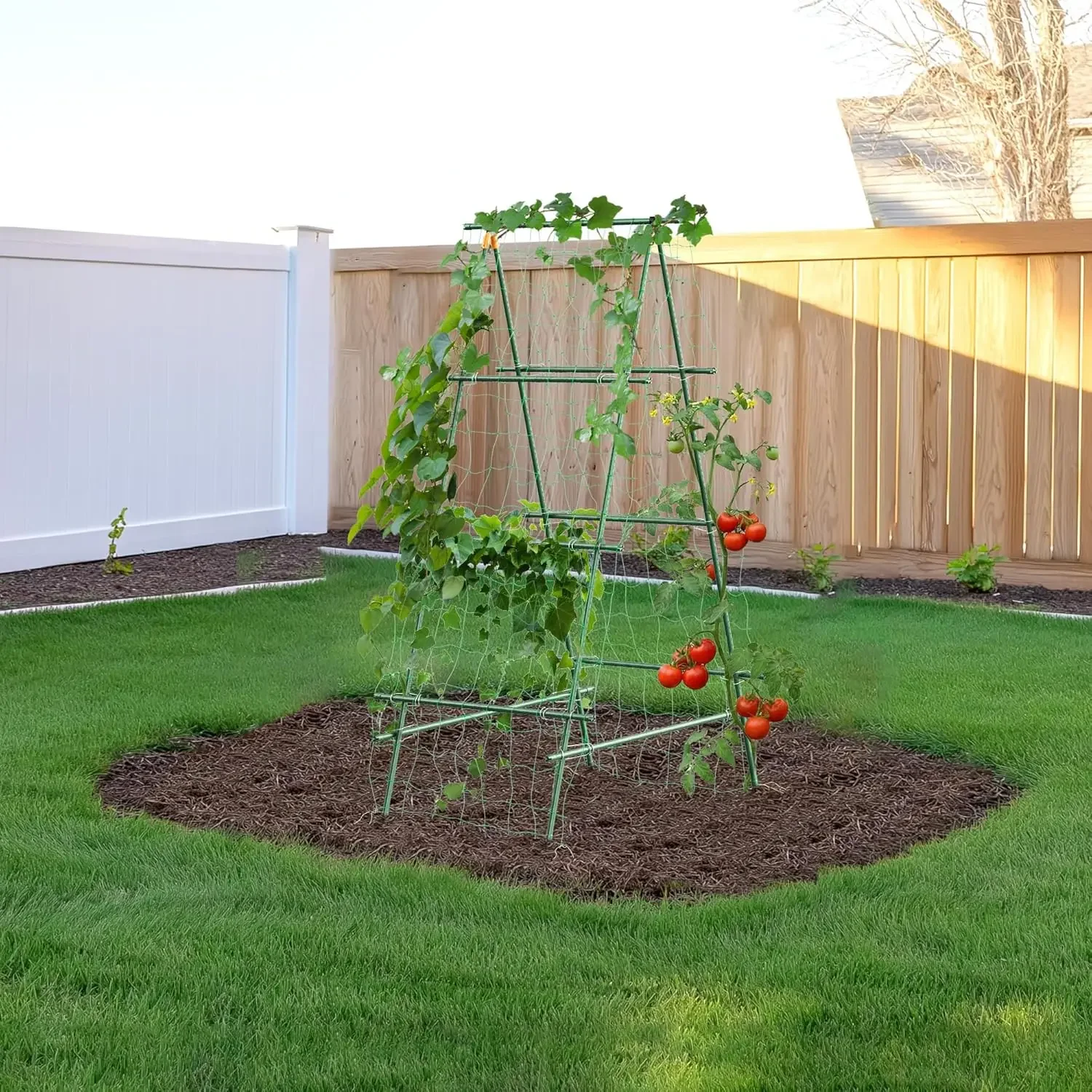 A Frame Cucumber Trellis for Climbing Plants Outdoor, 57' x 31' Heavy Duty Metal Garden Trellis, Rustproof Plant Support for Tom
A Frame Cucumber Trellis for Climbing Plants Outdoor, 57' x 31' Heavy Duty Metal Garden Trellis, Rustproof Plant Support for Tom