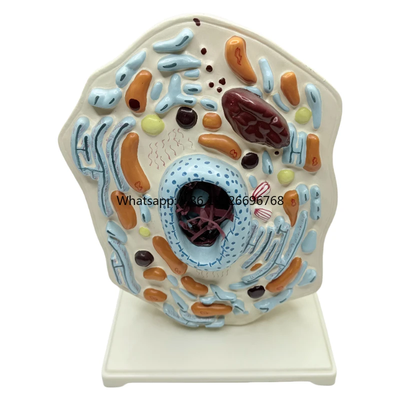 Animal Thin Chest Model Animal Cell Structure Microscopically Magnified Golgi Mitochondrial Organism - Science Kits
Animal Thin Chest Model Animal Cell Structure Microscopically Magnified Golgi Mitochondrial Organism - Science Kits