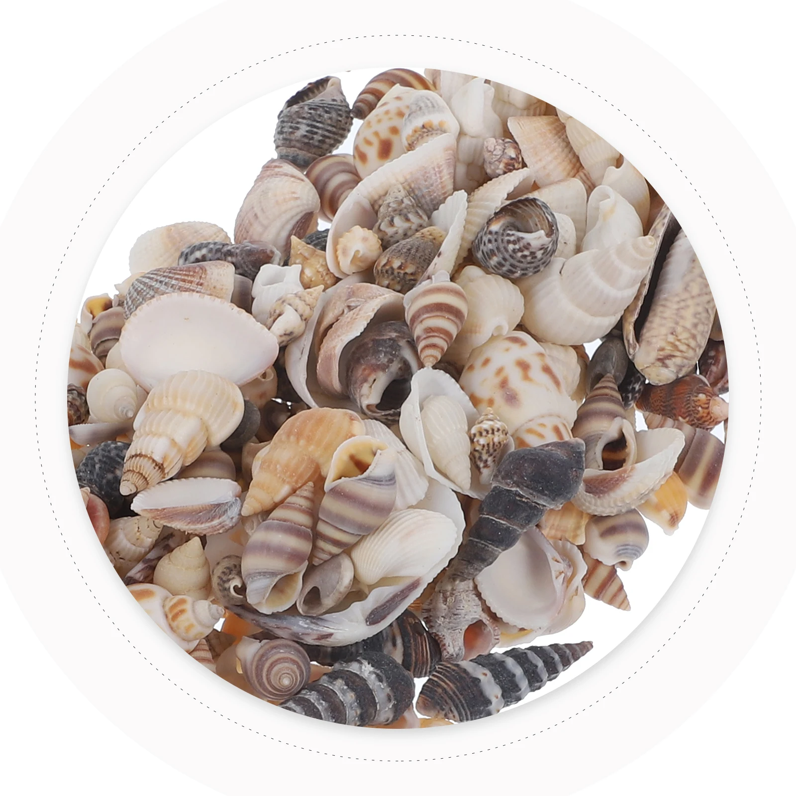 5 Boxes Natural Seashell Decorations Conch Shells for Crafting Home Ocean Theme DIY Accessories Beach Party Favor
5 Boxes Natural Seashell Decorations Conch Shells for Crafting Home Ocean Theme DIY Accessories Beach Party Favor