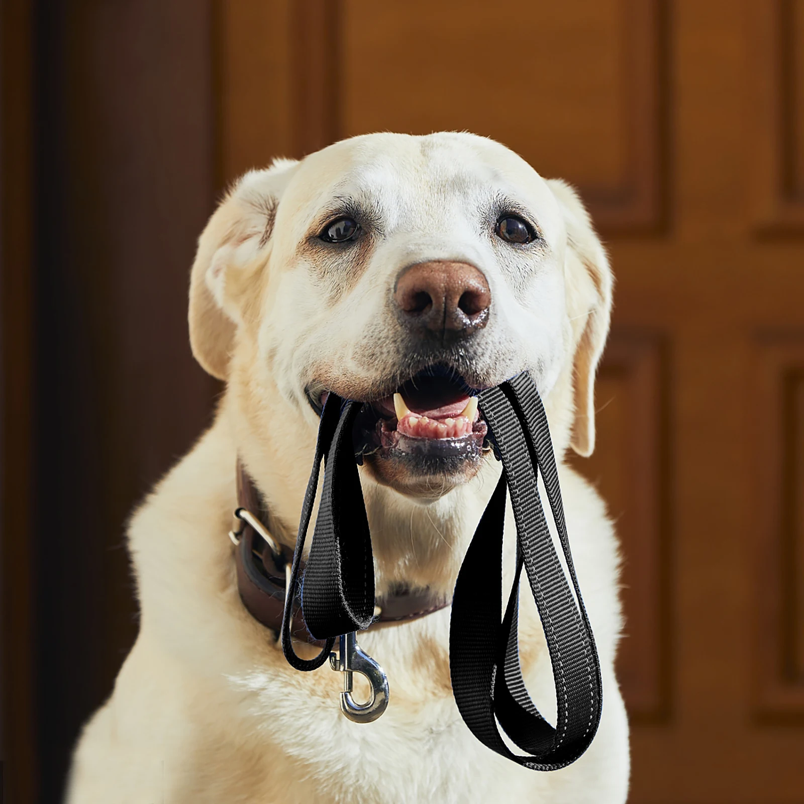 120Cm Strong Nylon Dog Rope Traction Leash Lightweight Pet Leash Comfortable Dog Walking Rope For Small Large
120Cm Strong Nylon Dog Rope Traction Leash Lightweight Pet Leash Comfortable Dog Walking Rope For Small Large
