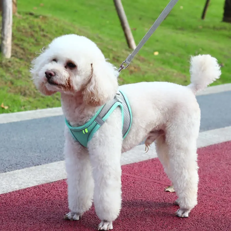 Cat Dog Adjustable Harness Vest Walking Dog Traction For Puppy Dogs Collar Polyester Mesh Harness For Small Medium Dog Cat Pet
Cat Dog Adjustable Harness Vest Walking Dog Traction For Puppy Dogs Collar Polyester Mesh Harness For Small Medium Dog Cat Pet
