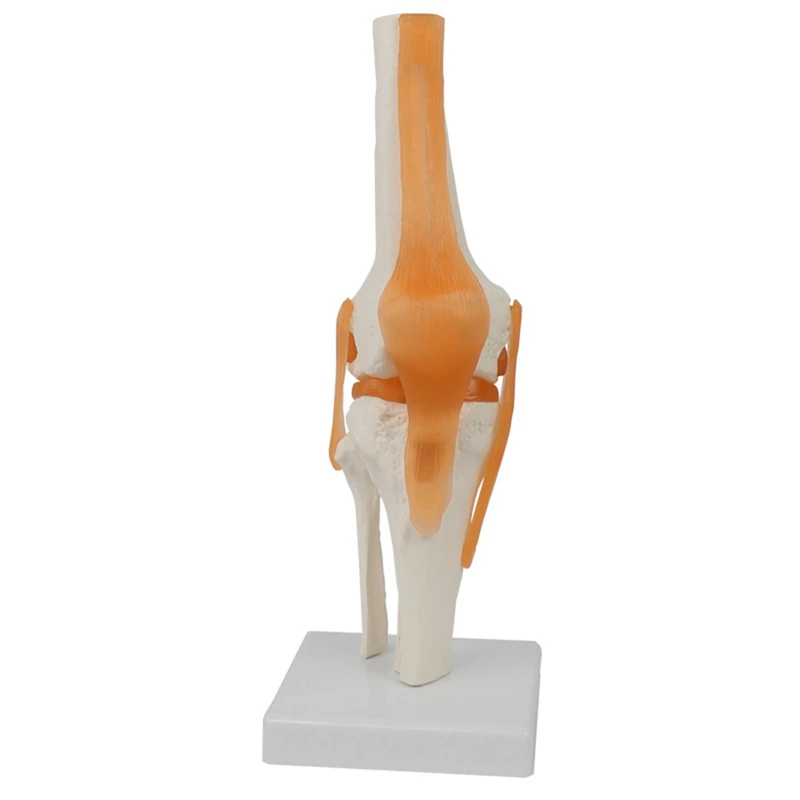2025 New Human Knee Joint Anatomy Model 1:1 Lifesize Science Teaching Resources Anatomia Humana Cassroom Supplies
2025 New Human Knee Joint Anatomy Model 1:1 Lifesize Science Teaching Resources Anatomia Humana Cassroom Supplies