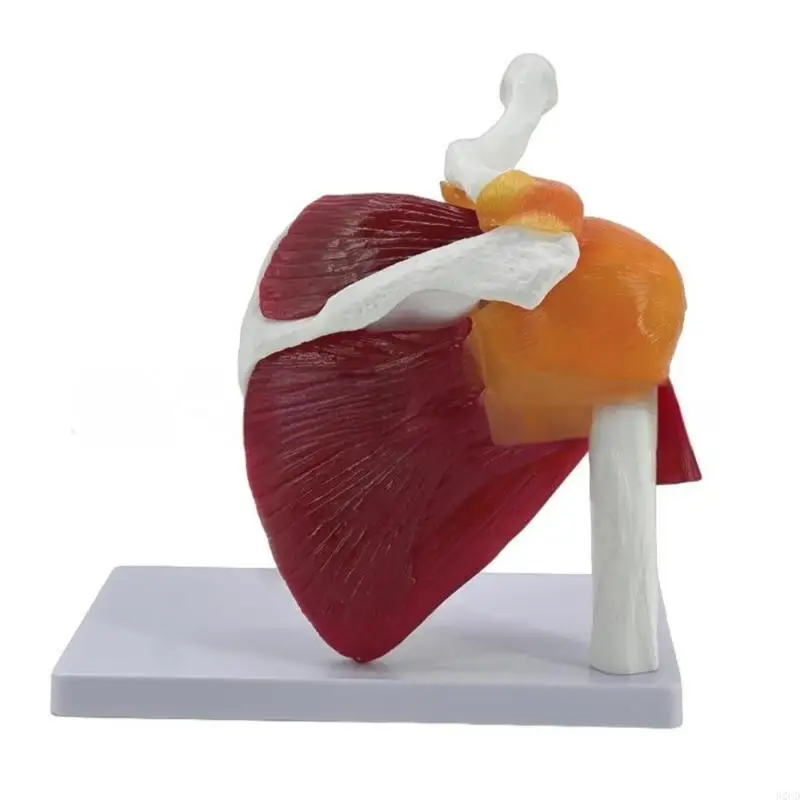 2025 New Anatomical Model Complete Shoulder Musculature Model Muscle Shoulder Joint Model
2025 New Anatomical Model Complete Shoulder Musculature Model Muscle Shoulder Joint Model